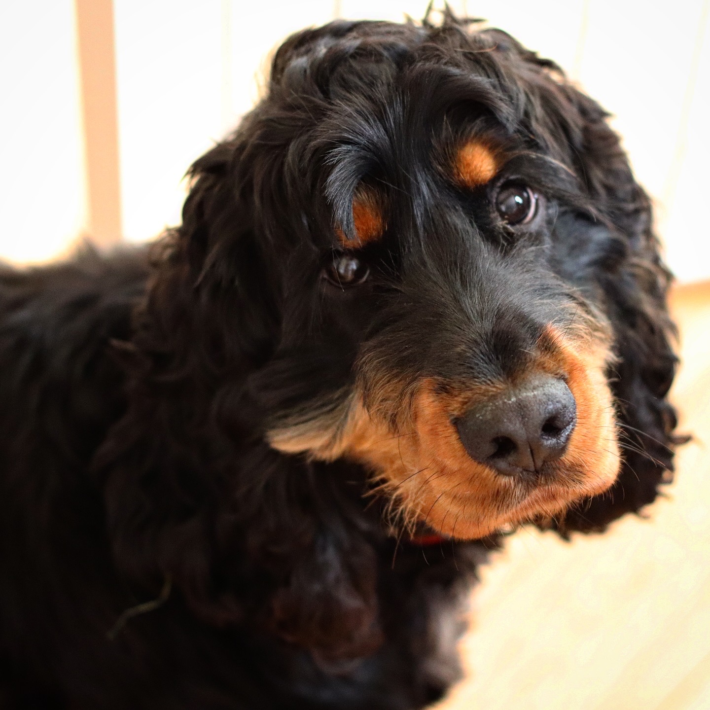 Dog guest