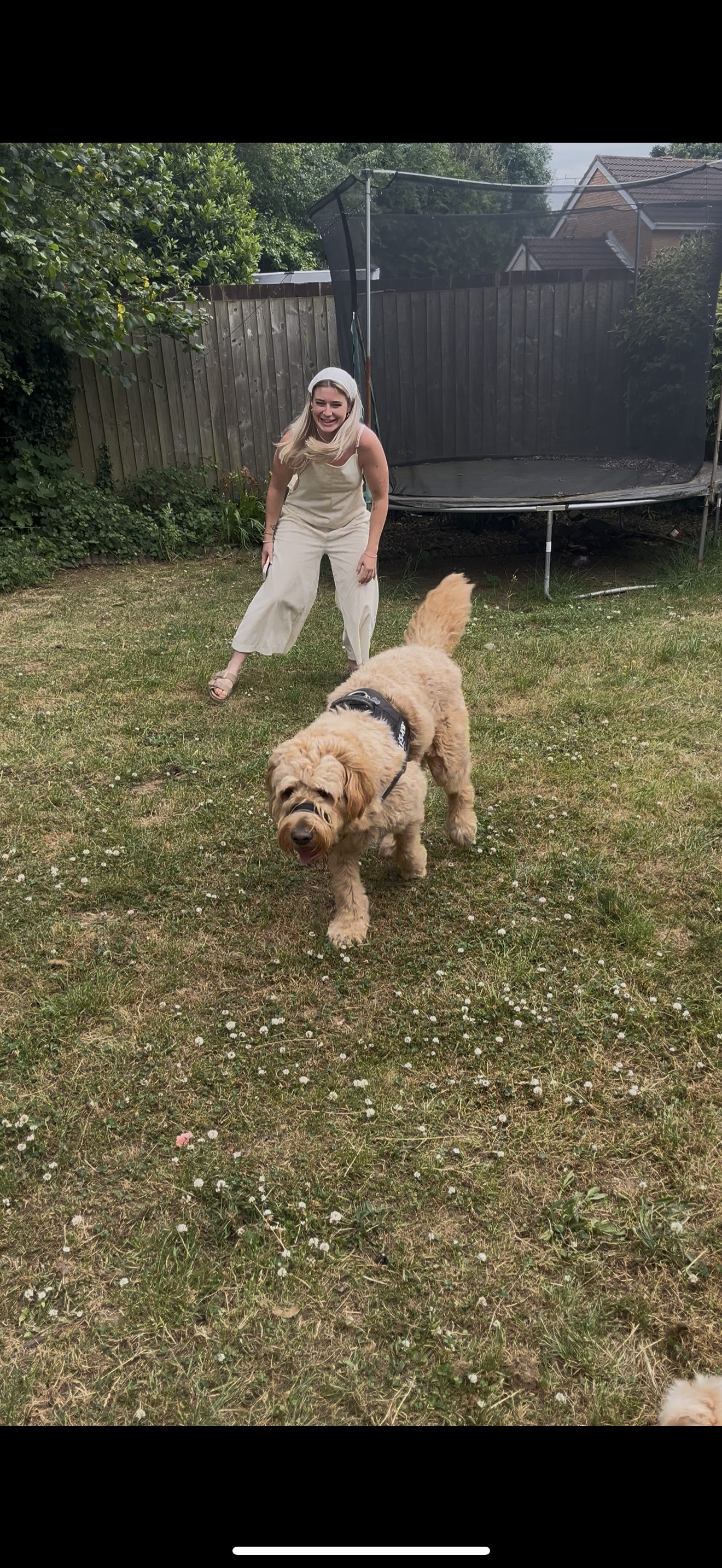 Dog guest