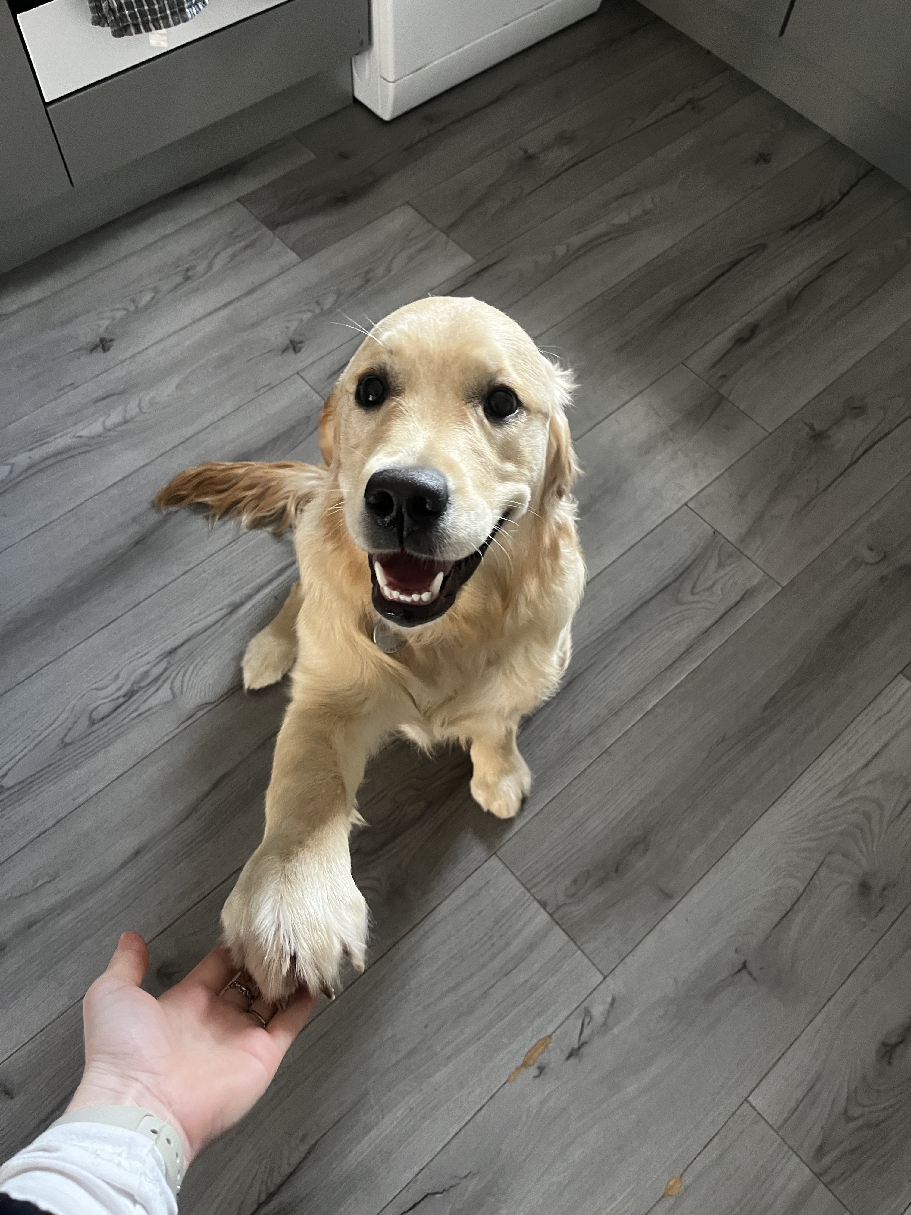 Dog guest