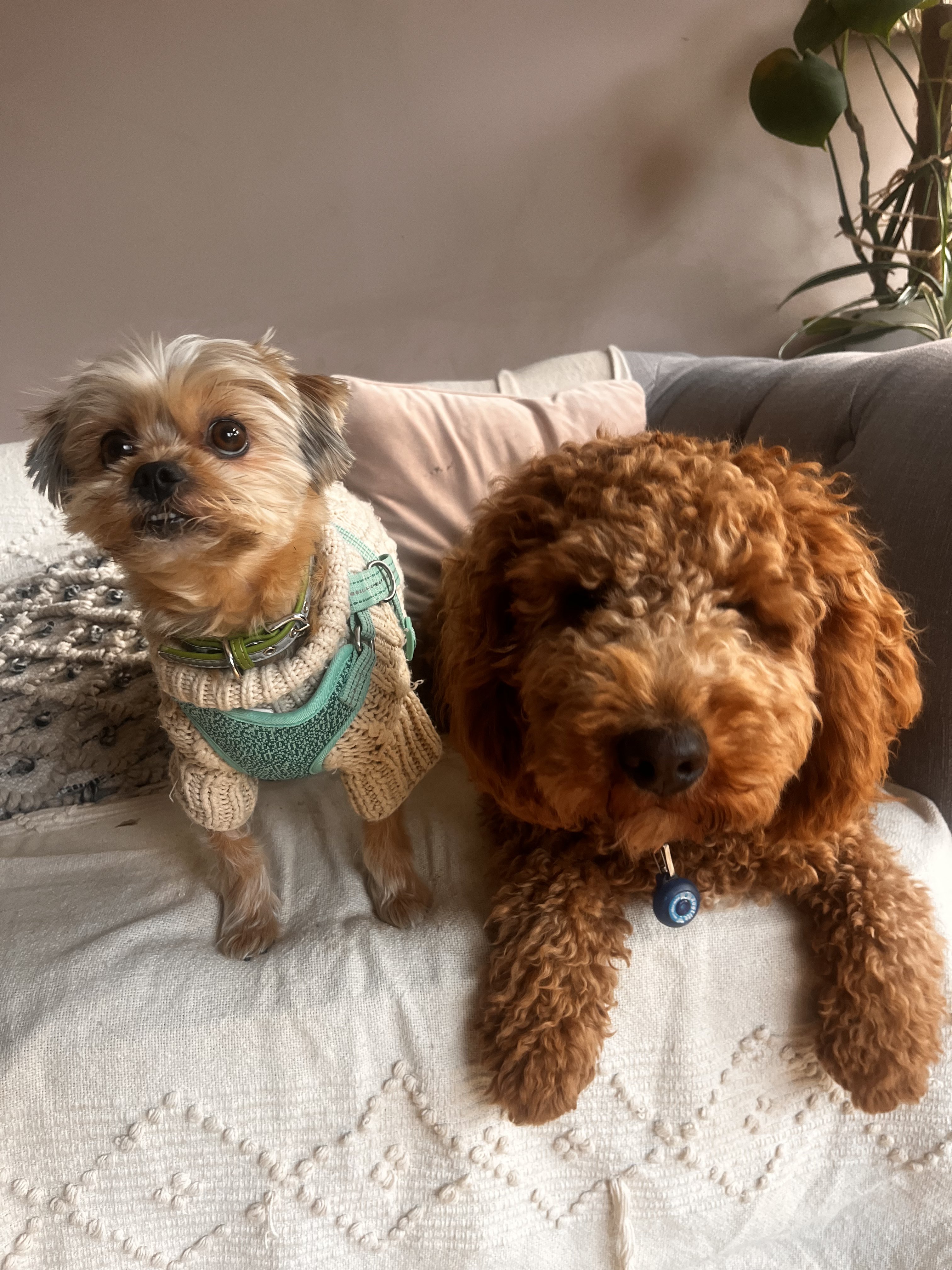 Dog guest