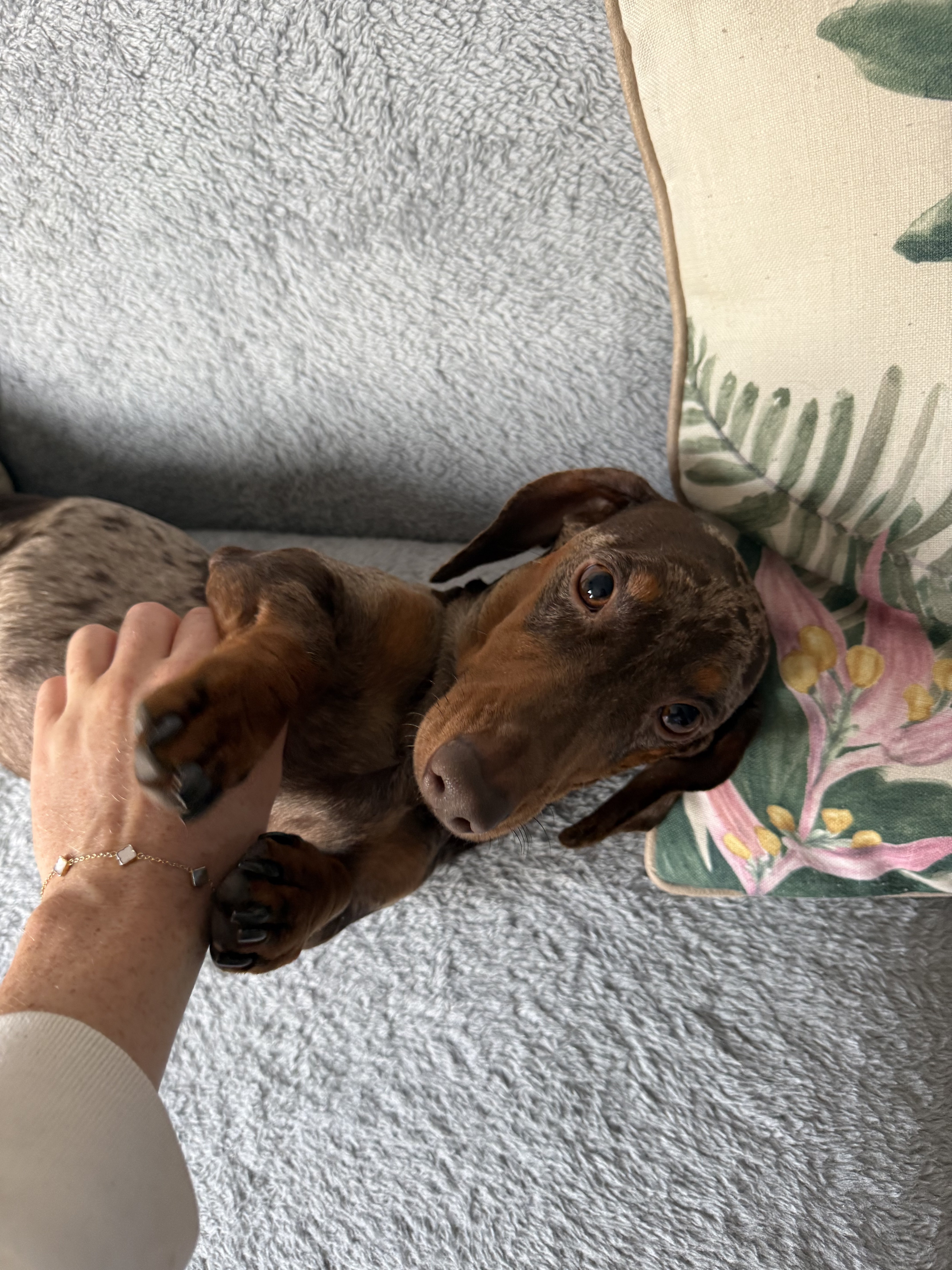 Dog guest