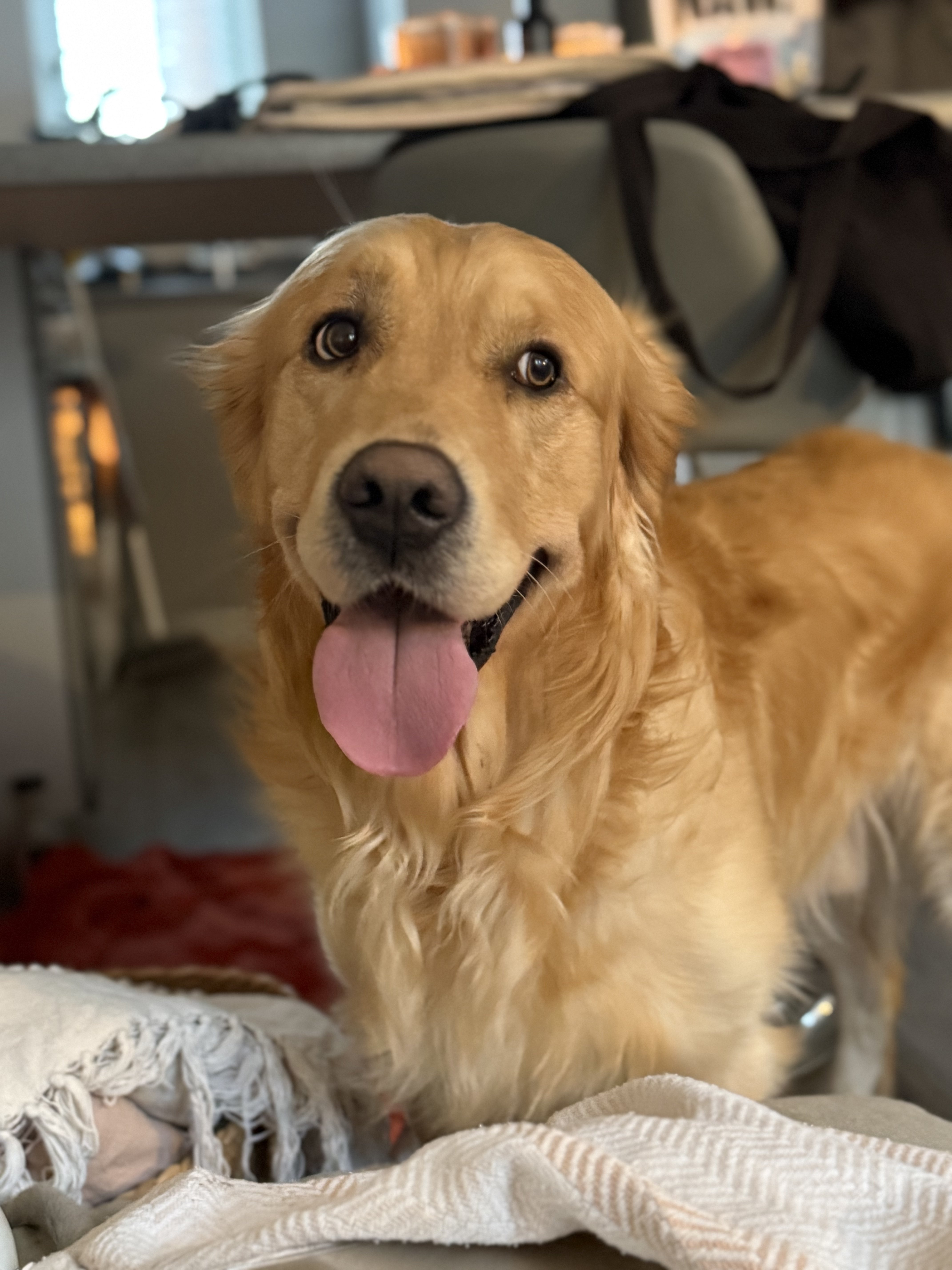 Dog guest
