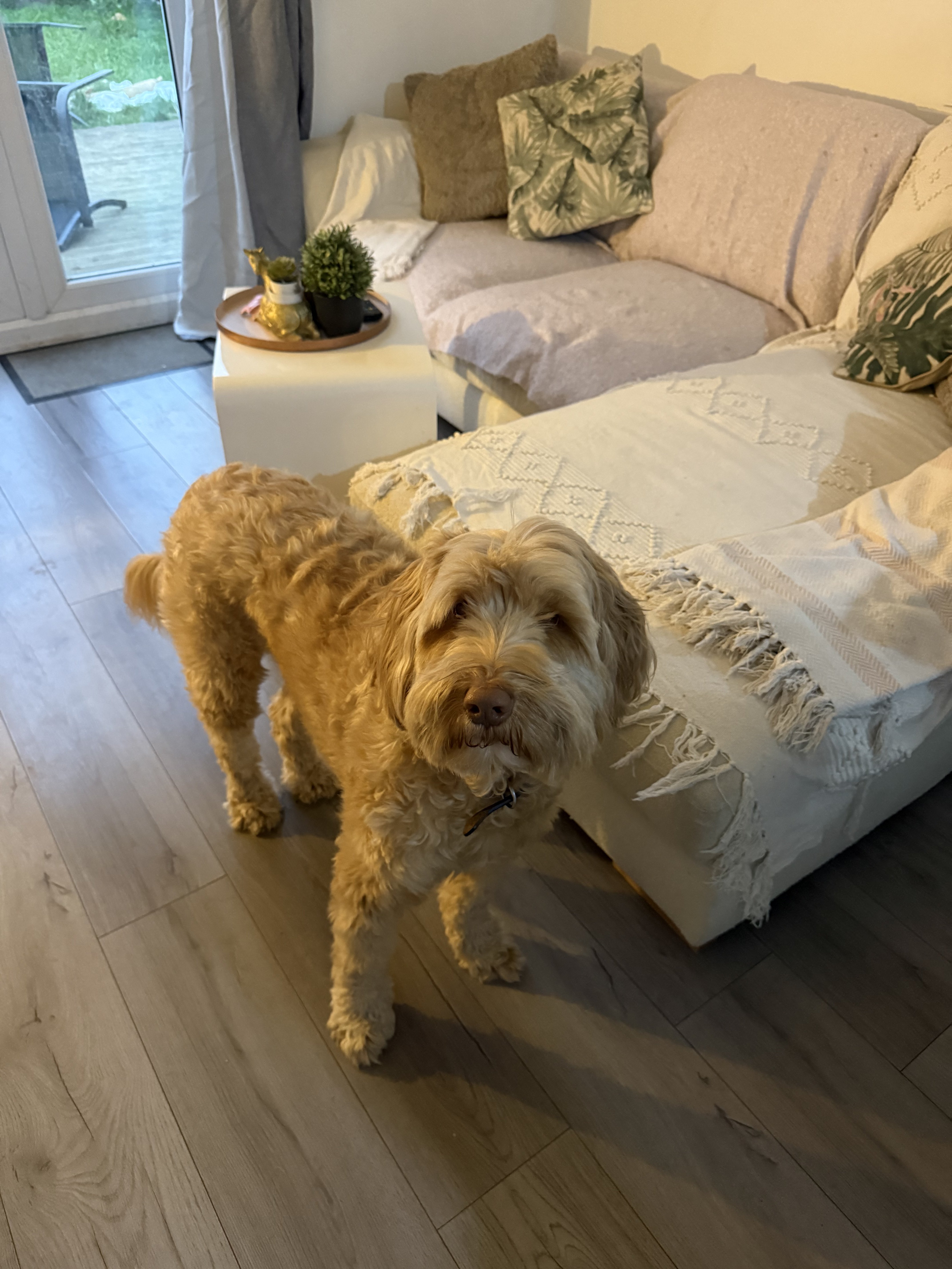 Dog guest