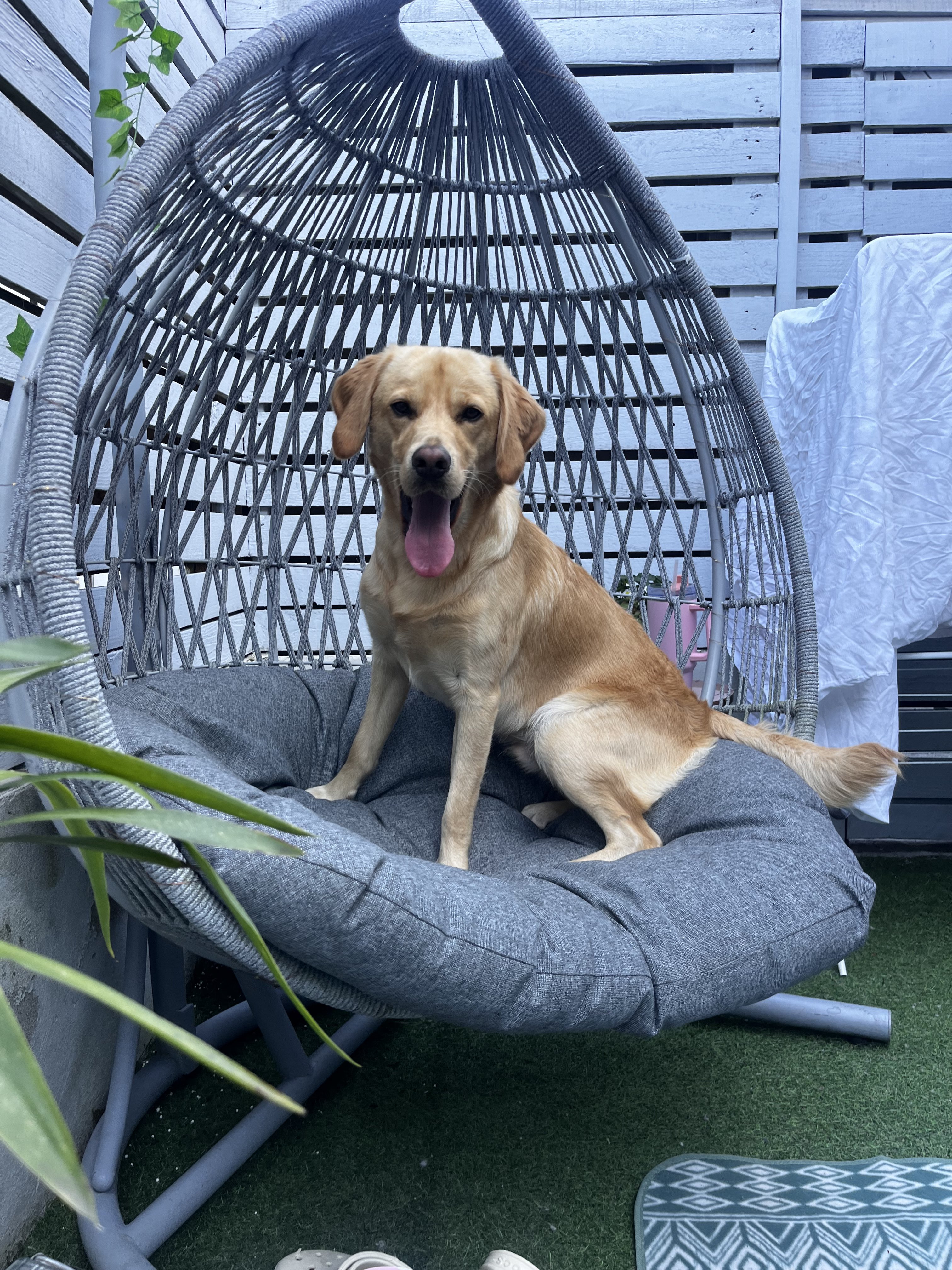 Dog guest