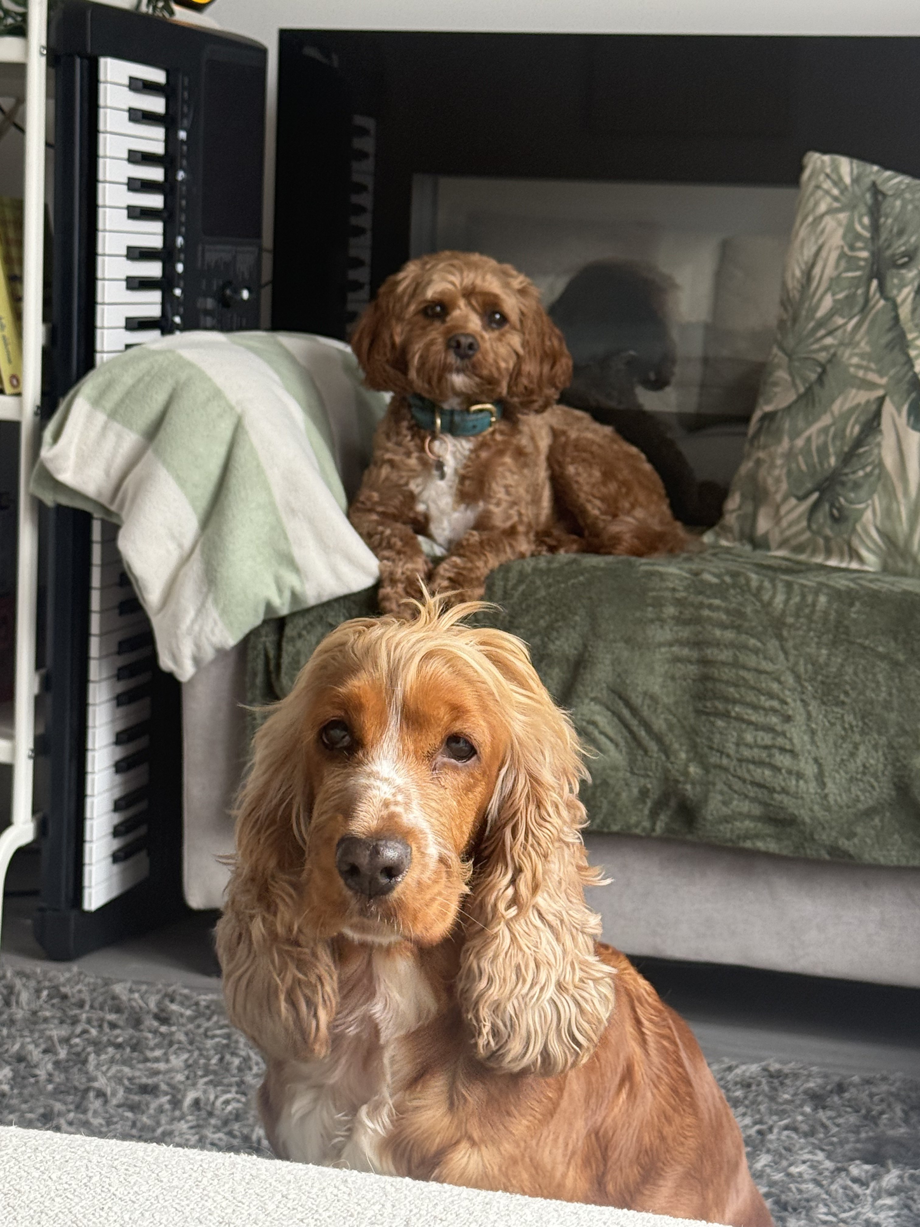 Dog guest