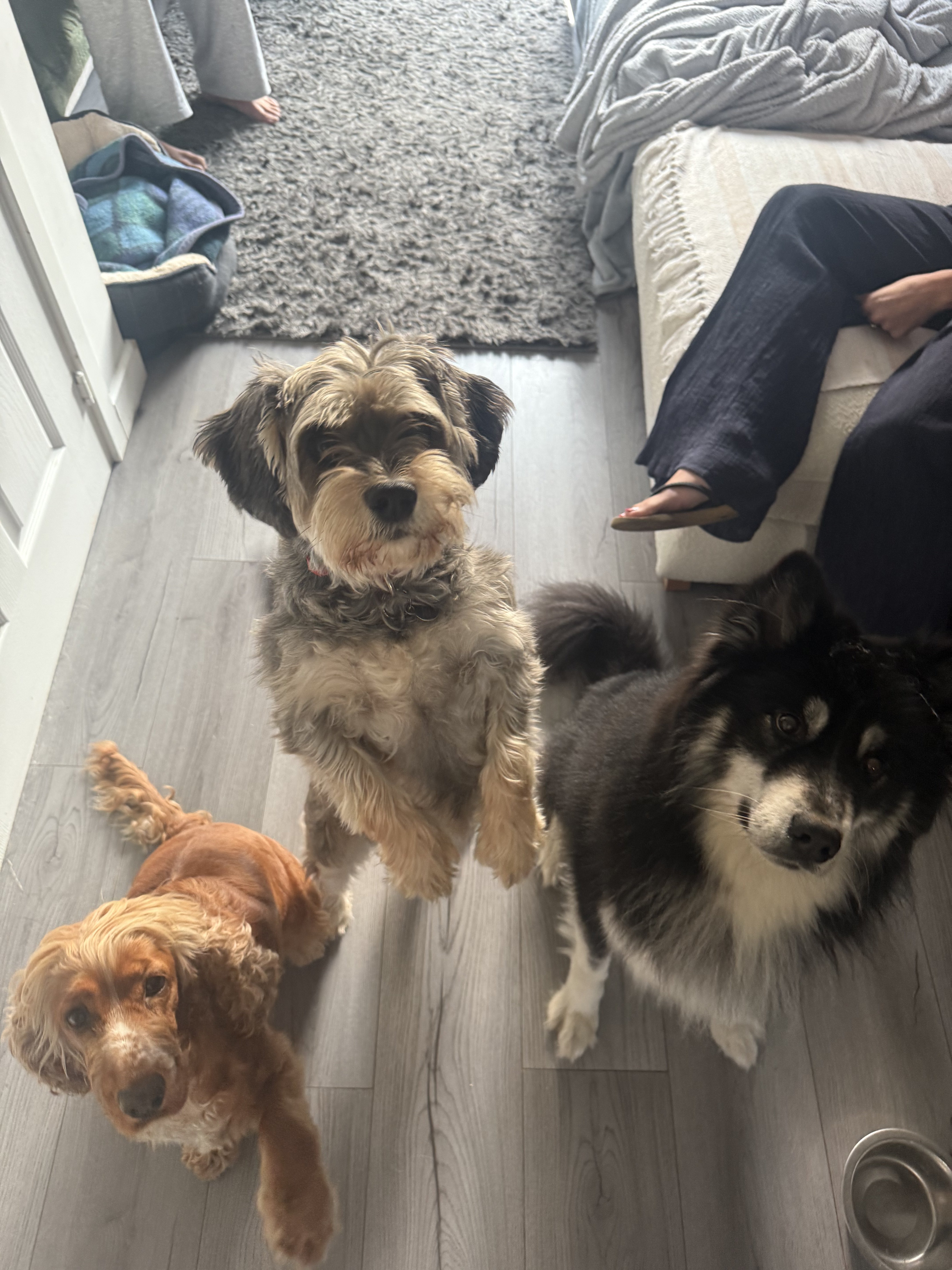 Dog guest