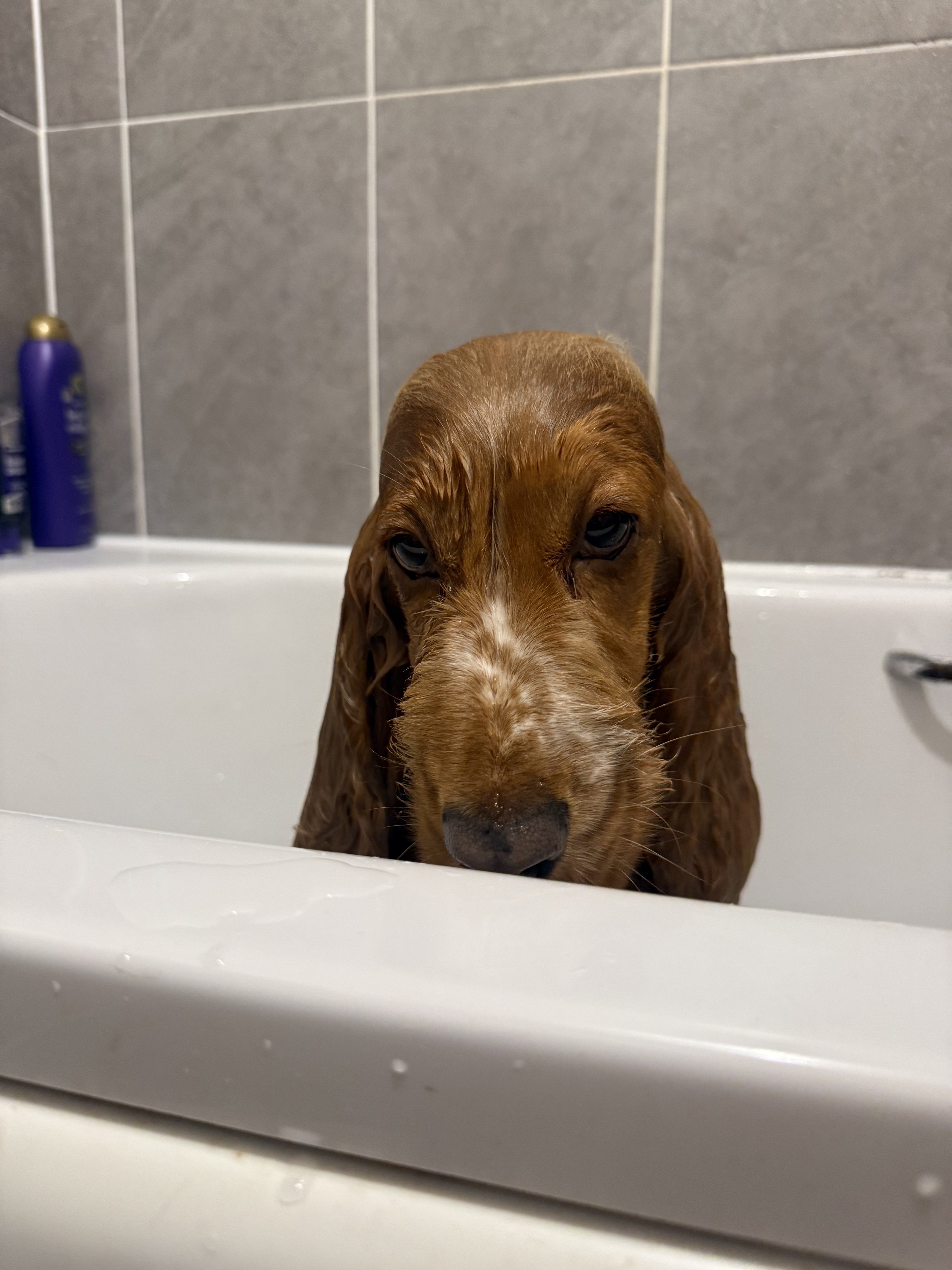 Dog guest