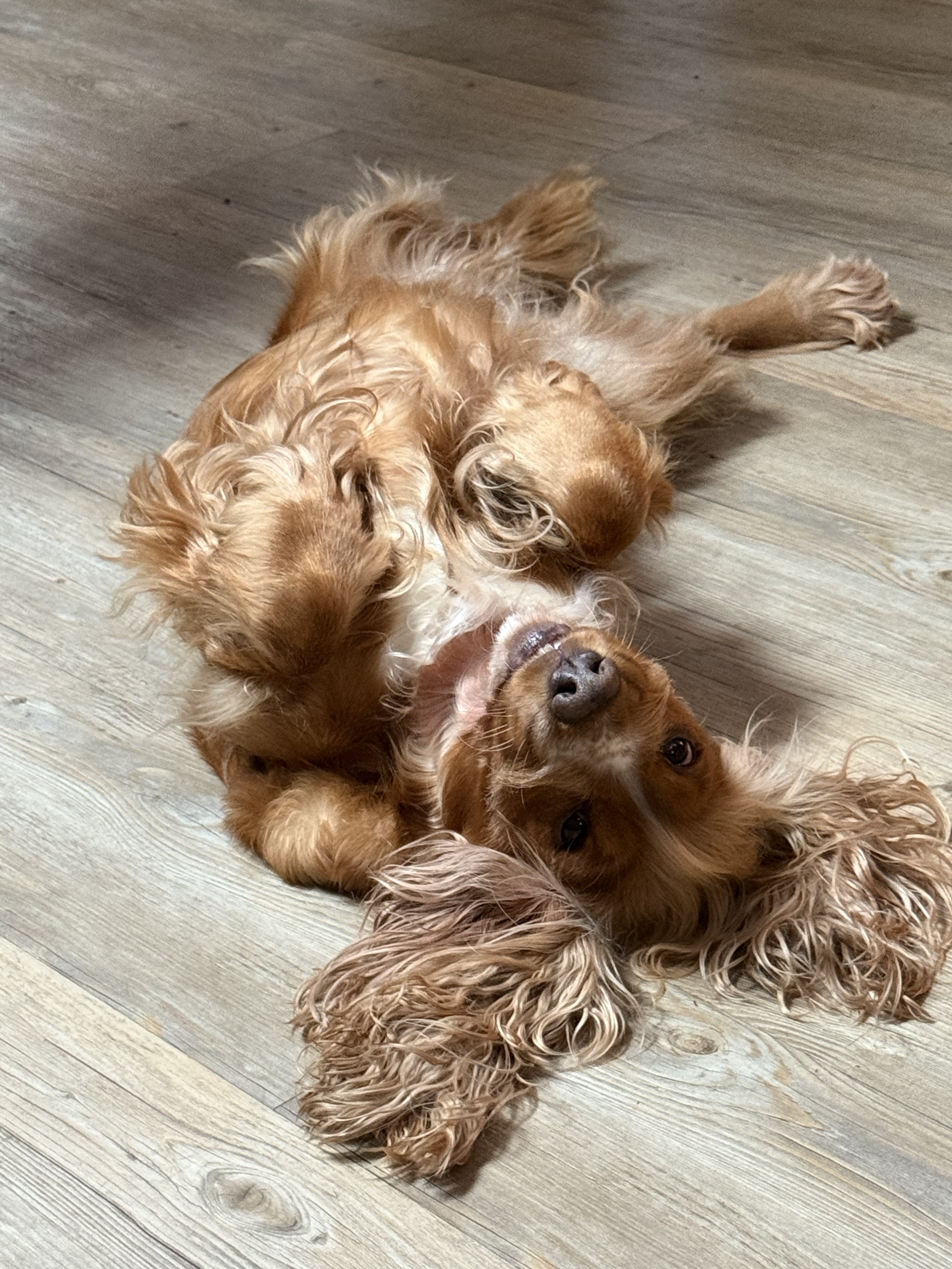 Dog guest