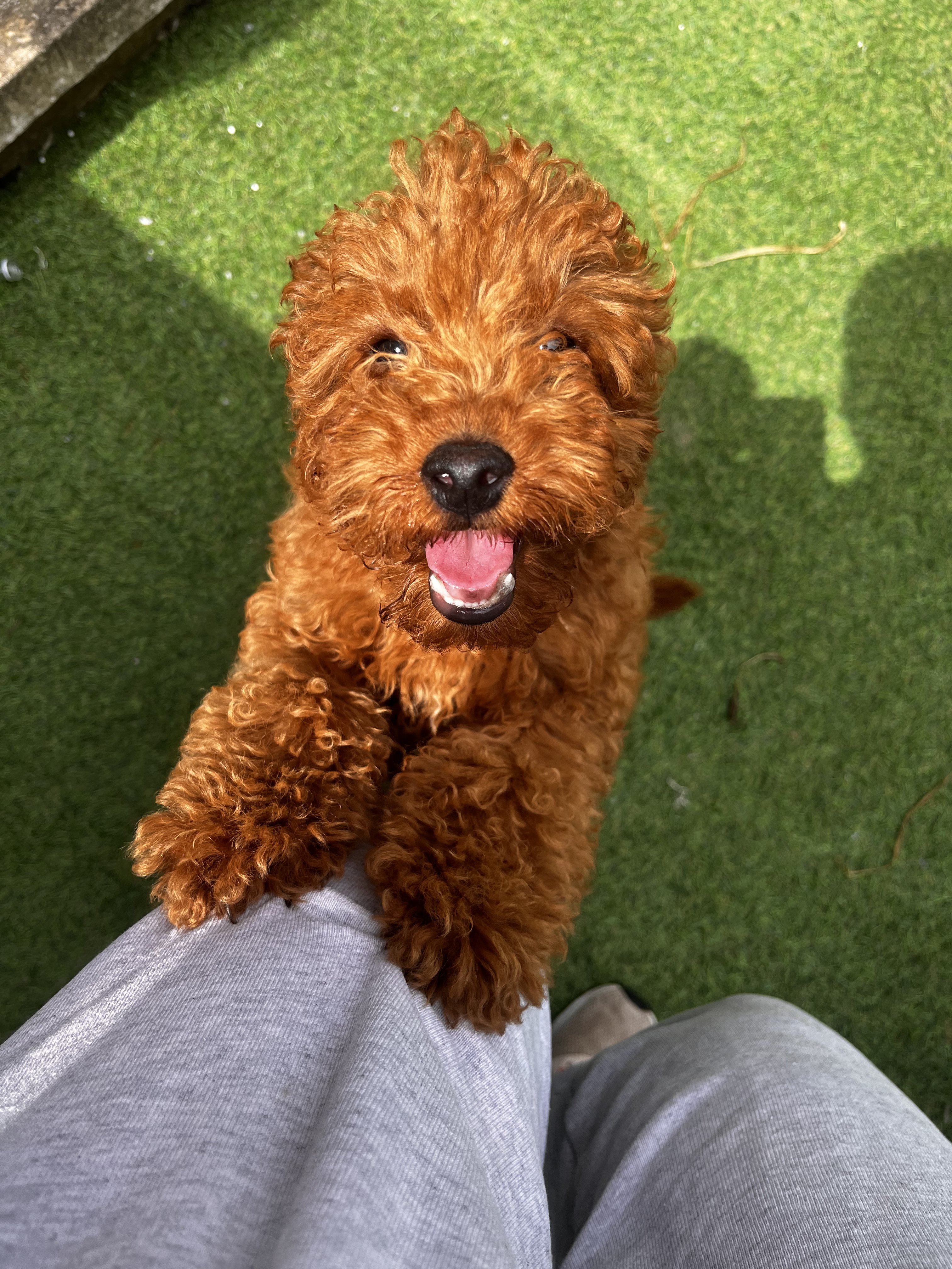 Dog guest