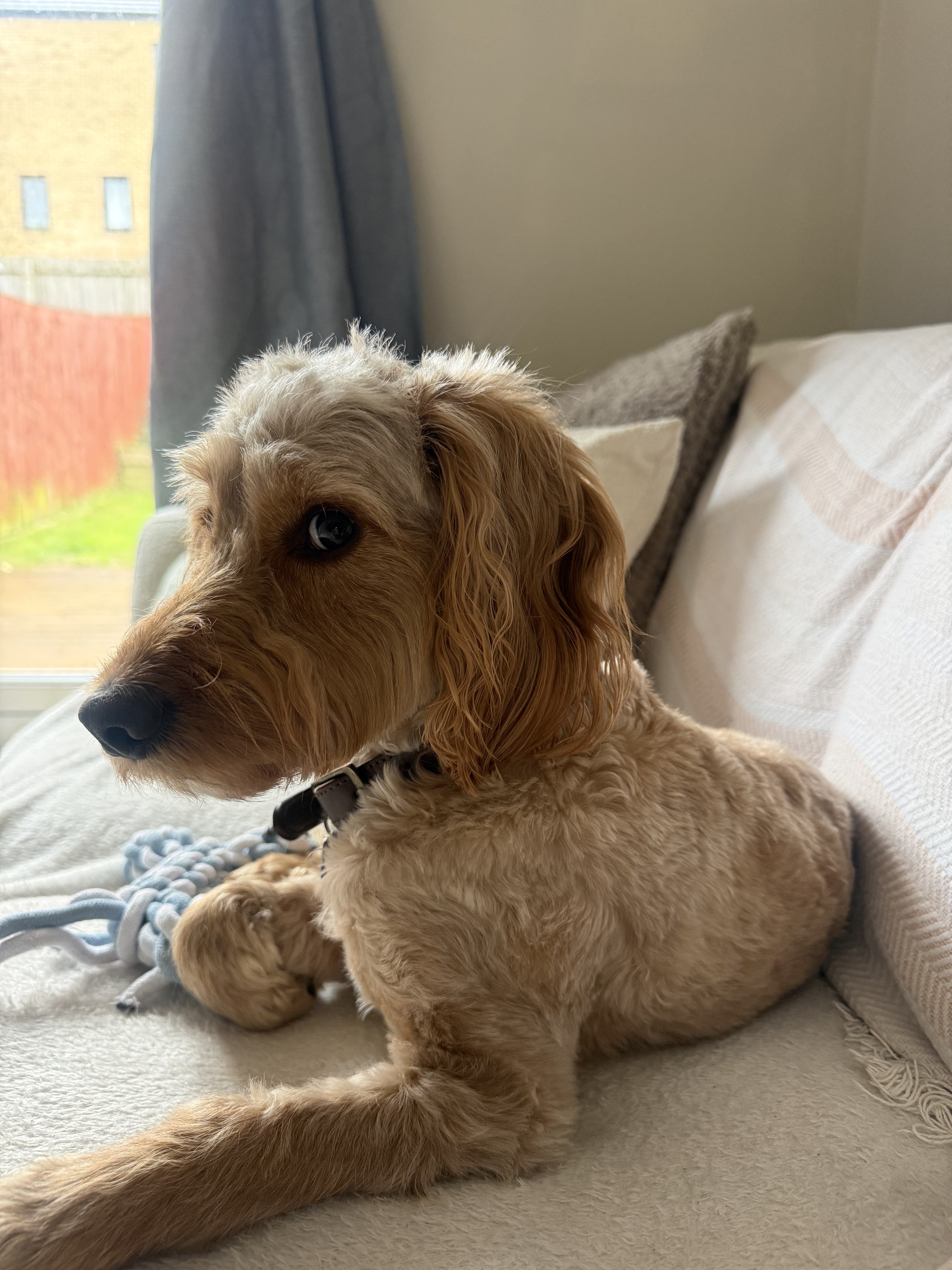 Dog guest