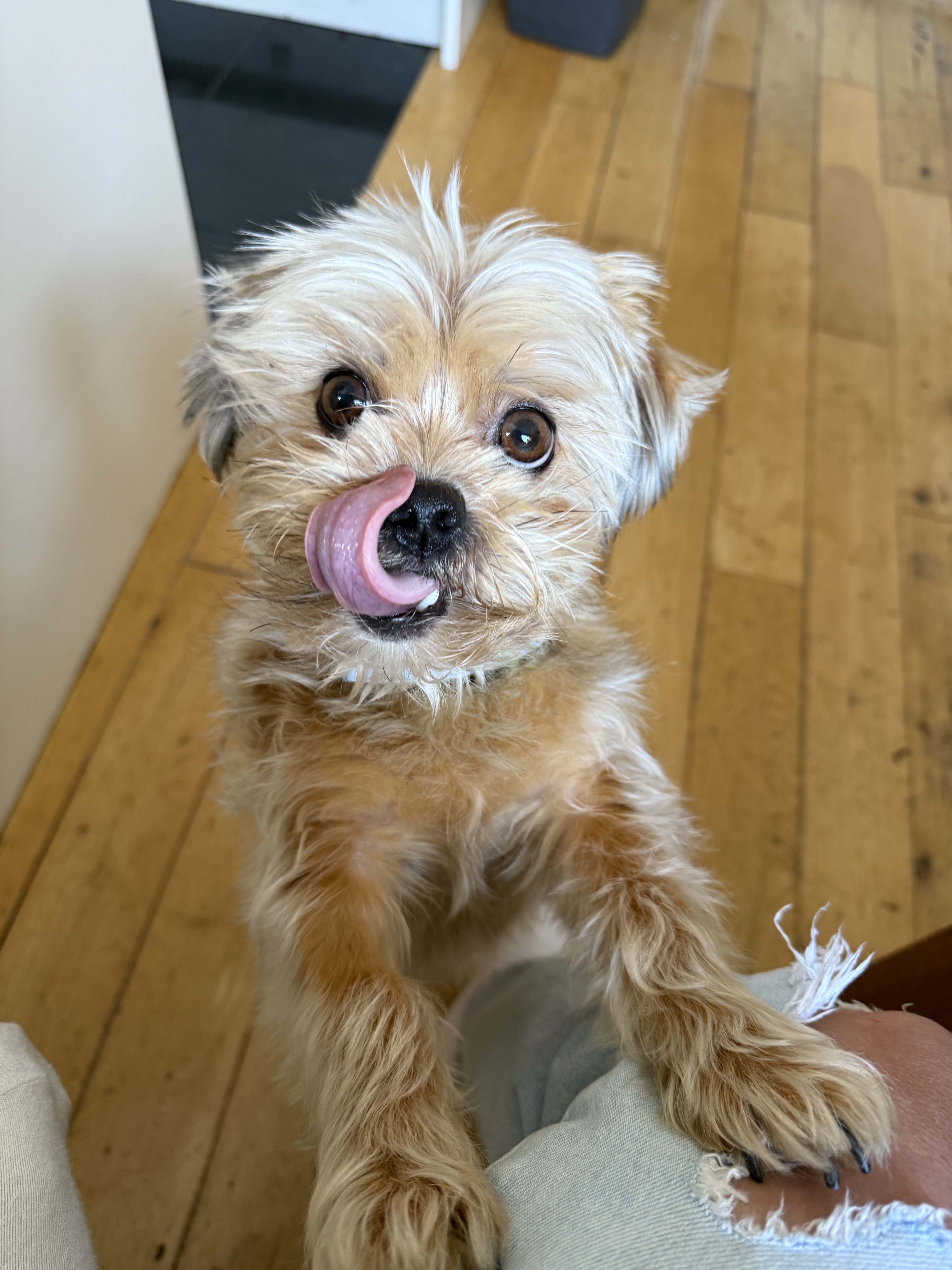 Dog guest