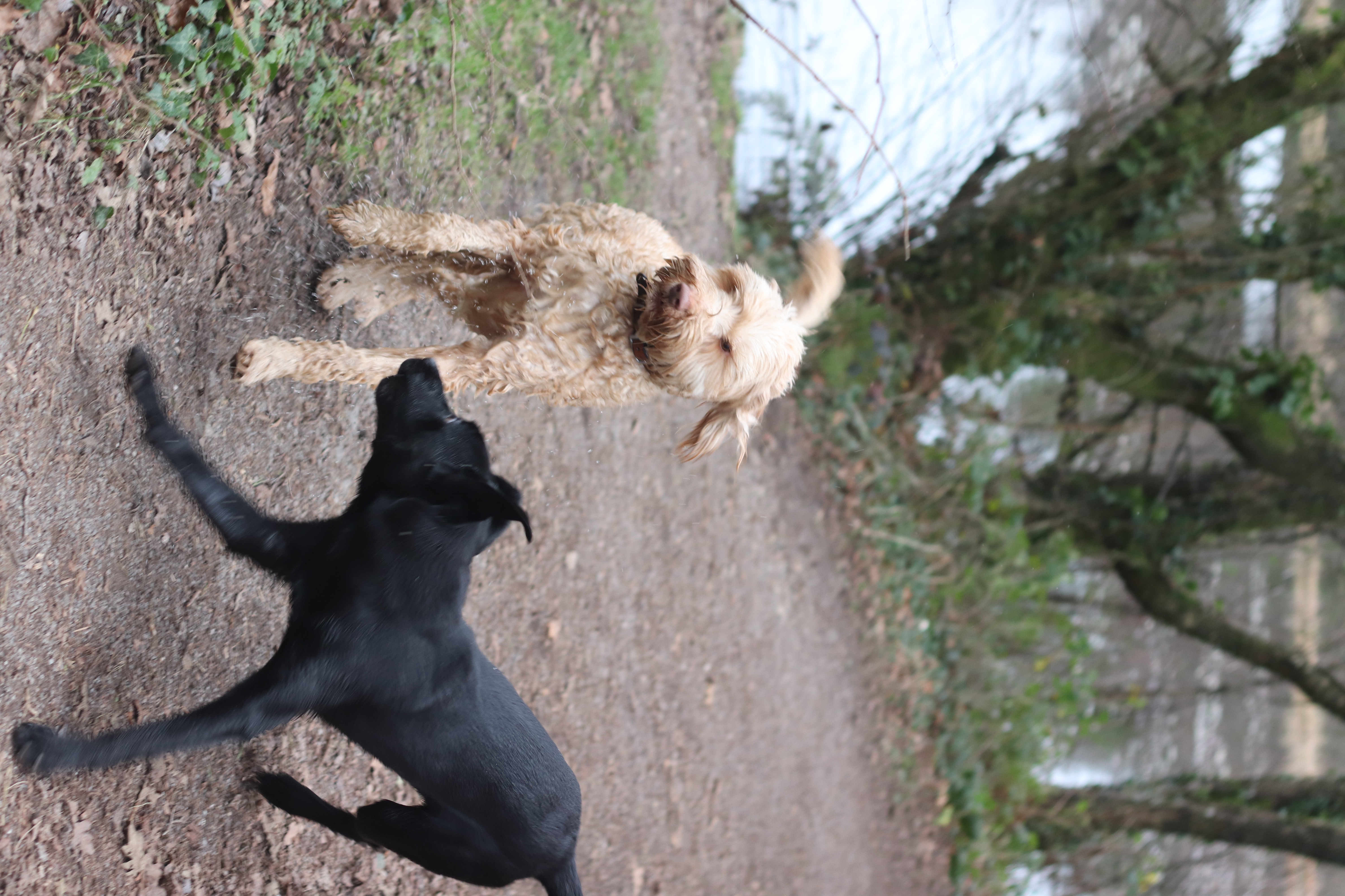 Dog guest
