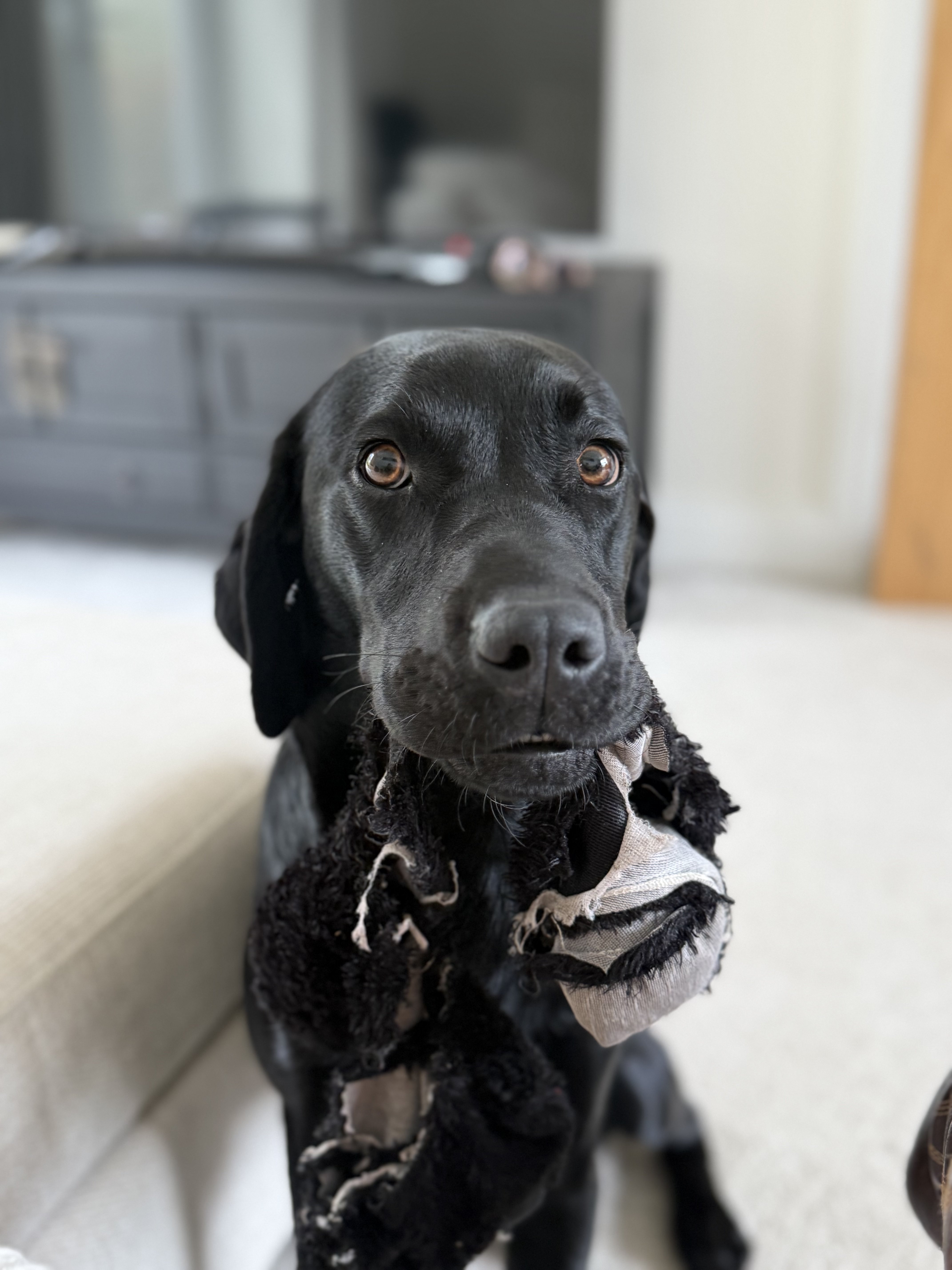 Dog guest