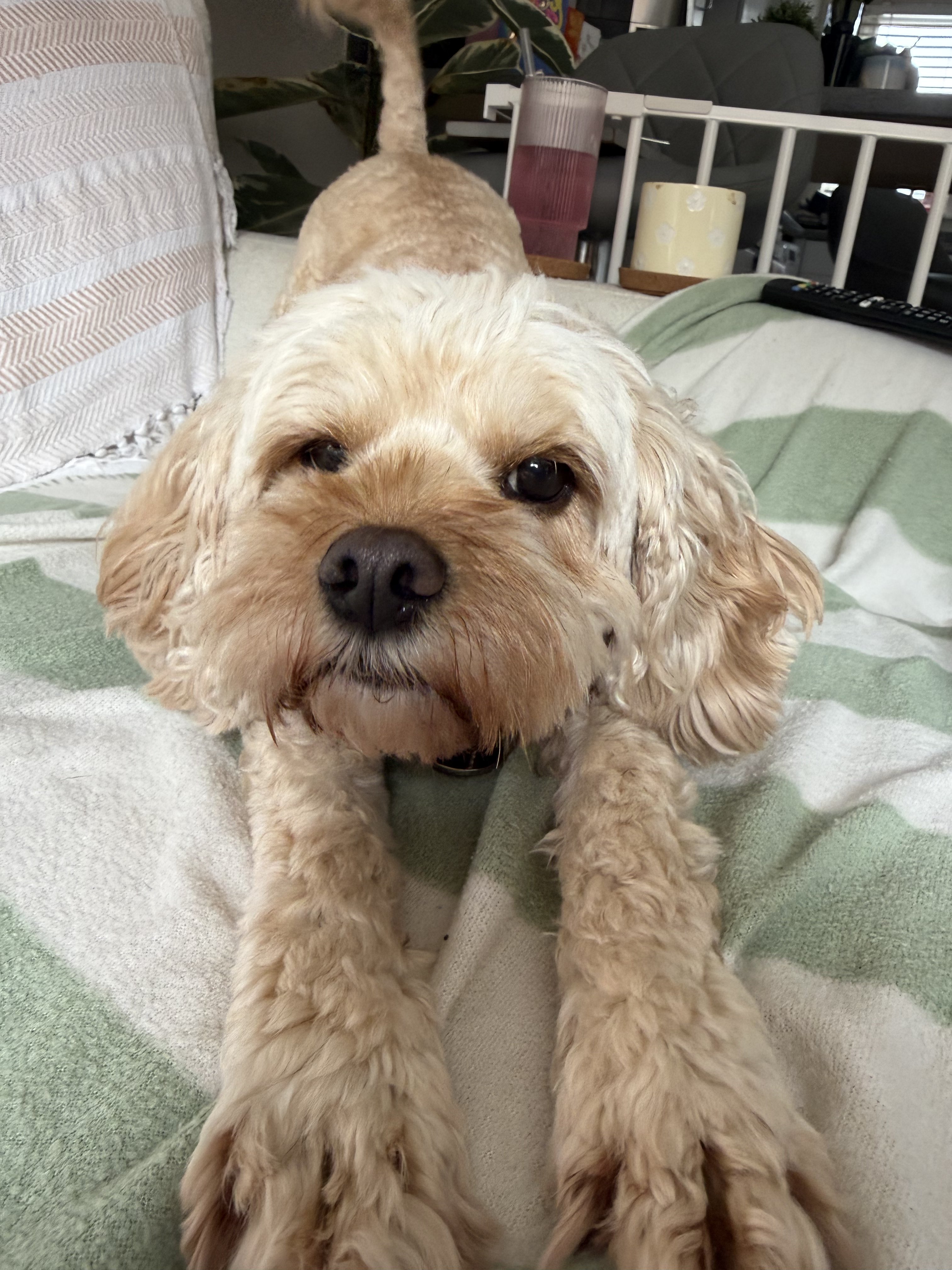 Dog guest