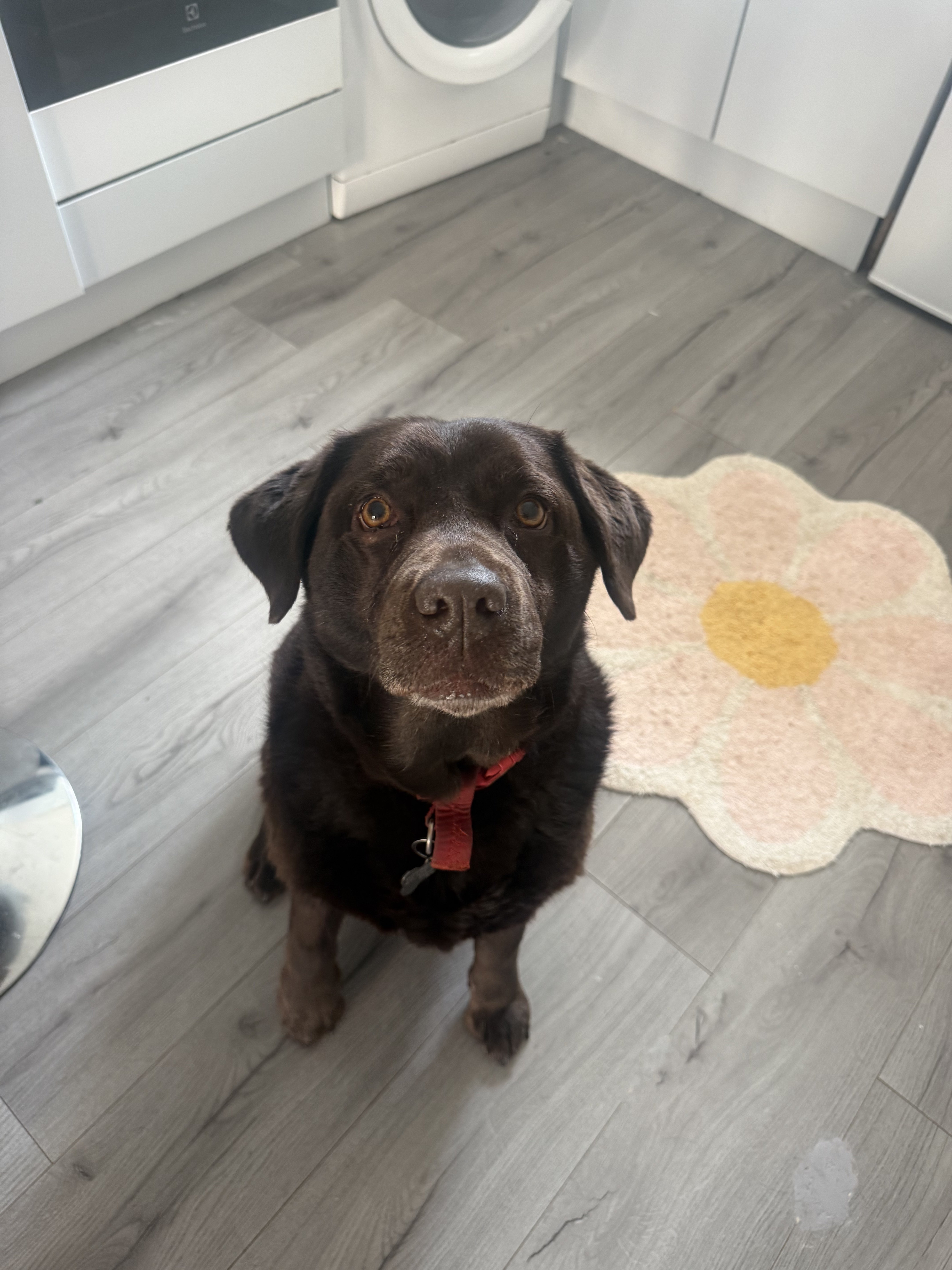 Dog guest