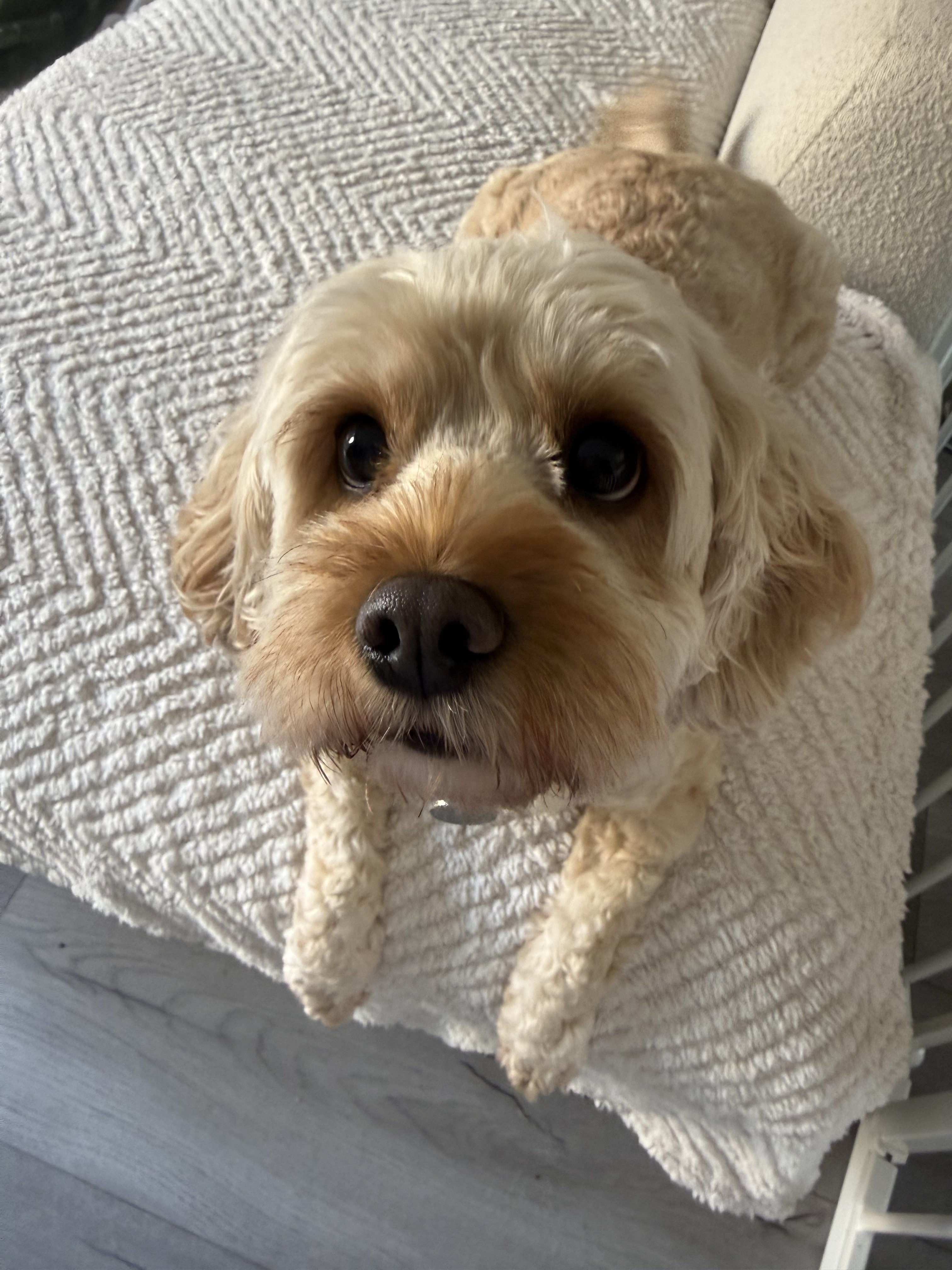 Dog guest