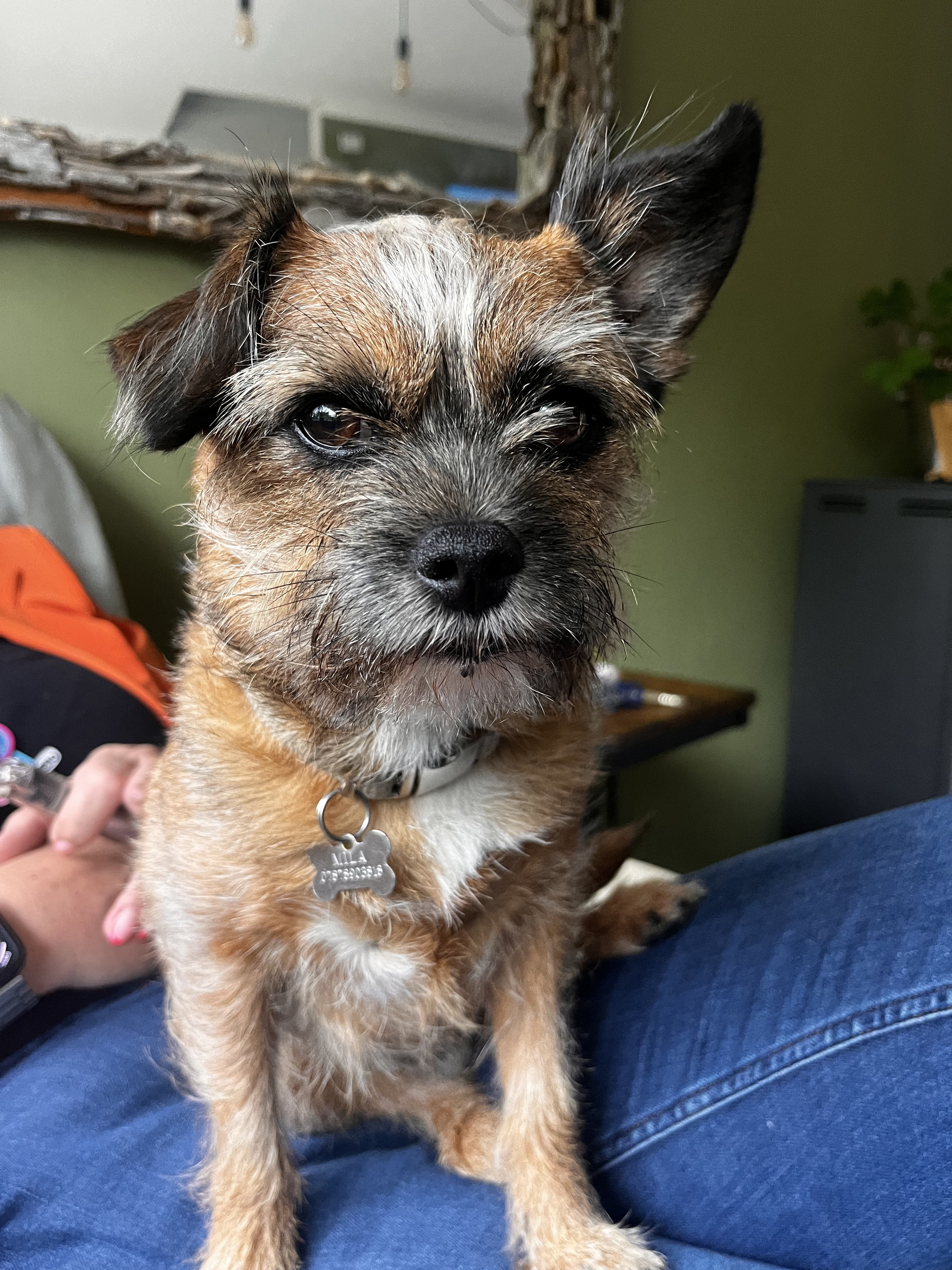 Dog guest