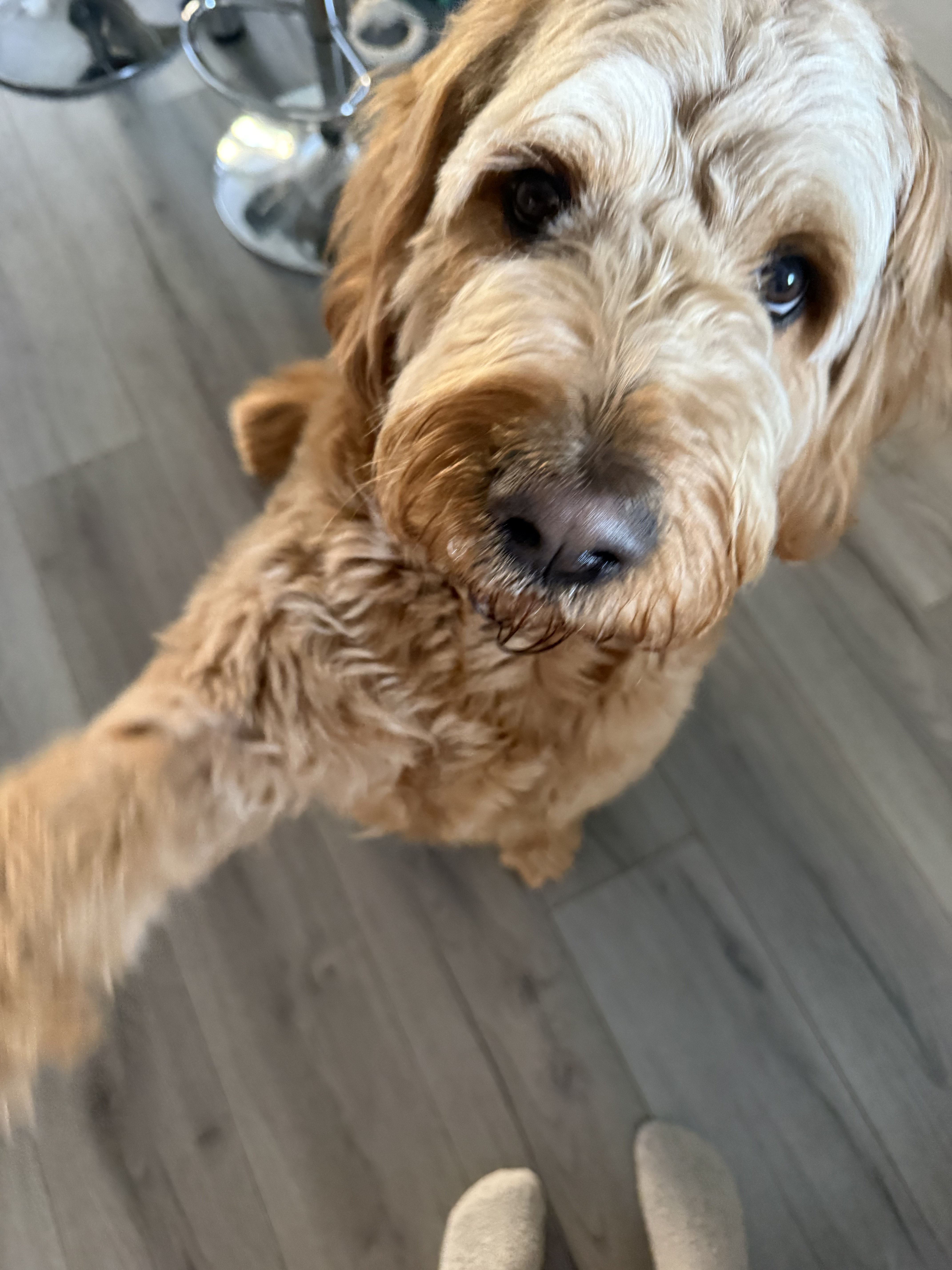 Dog guest
