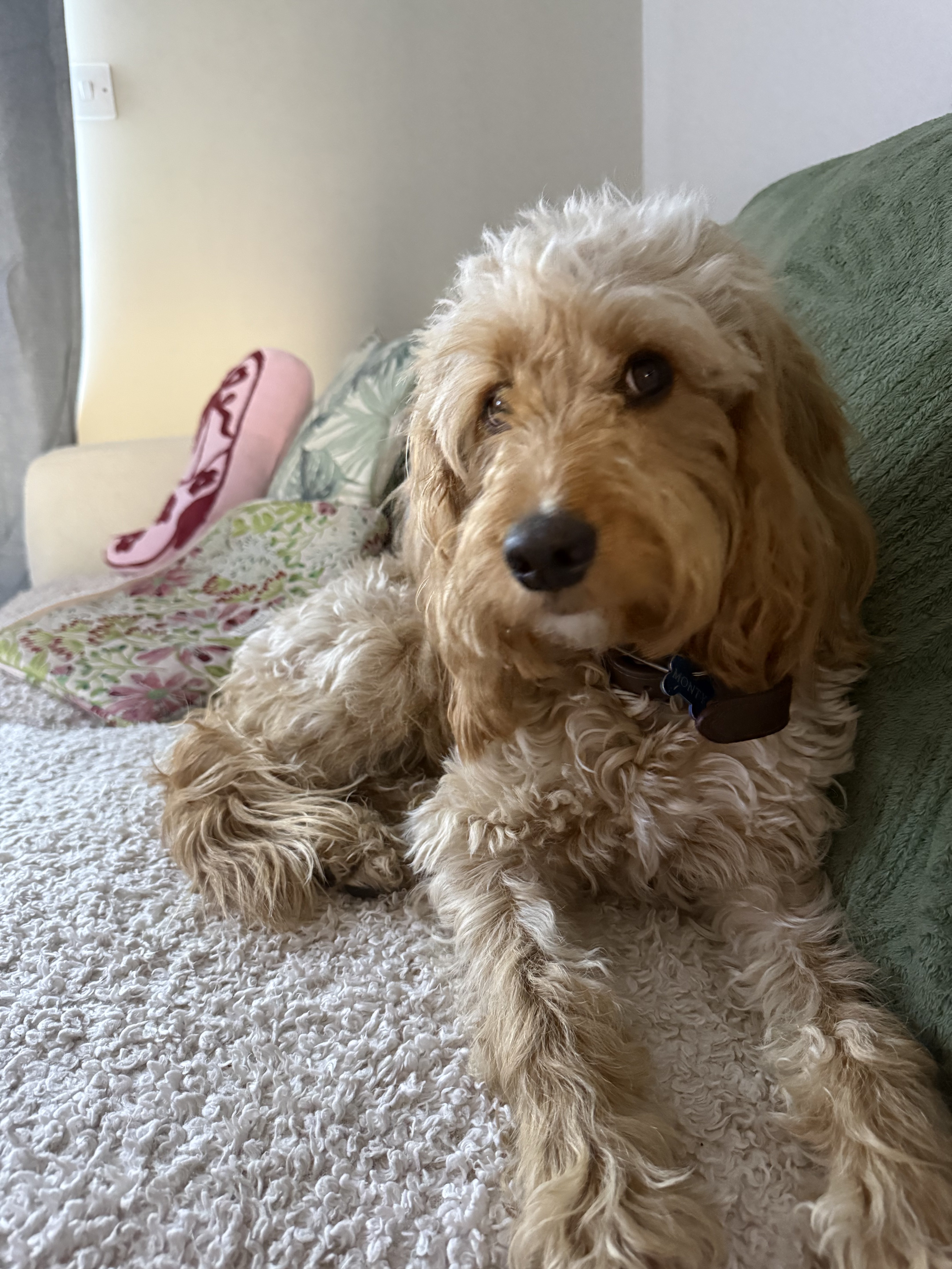 Dog guest