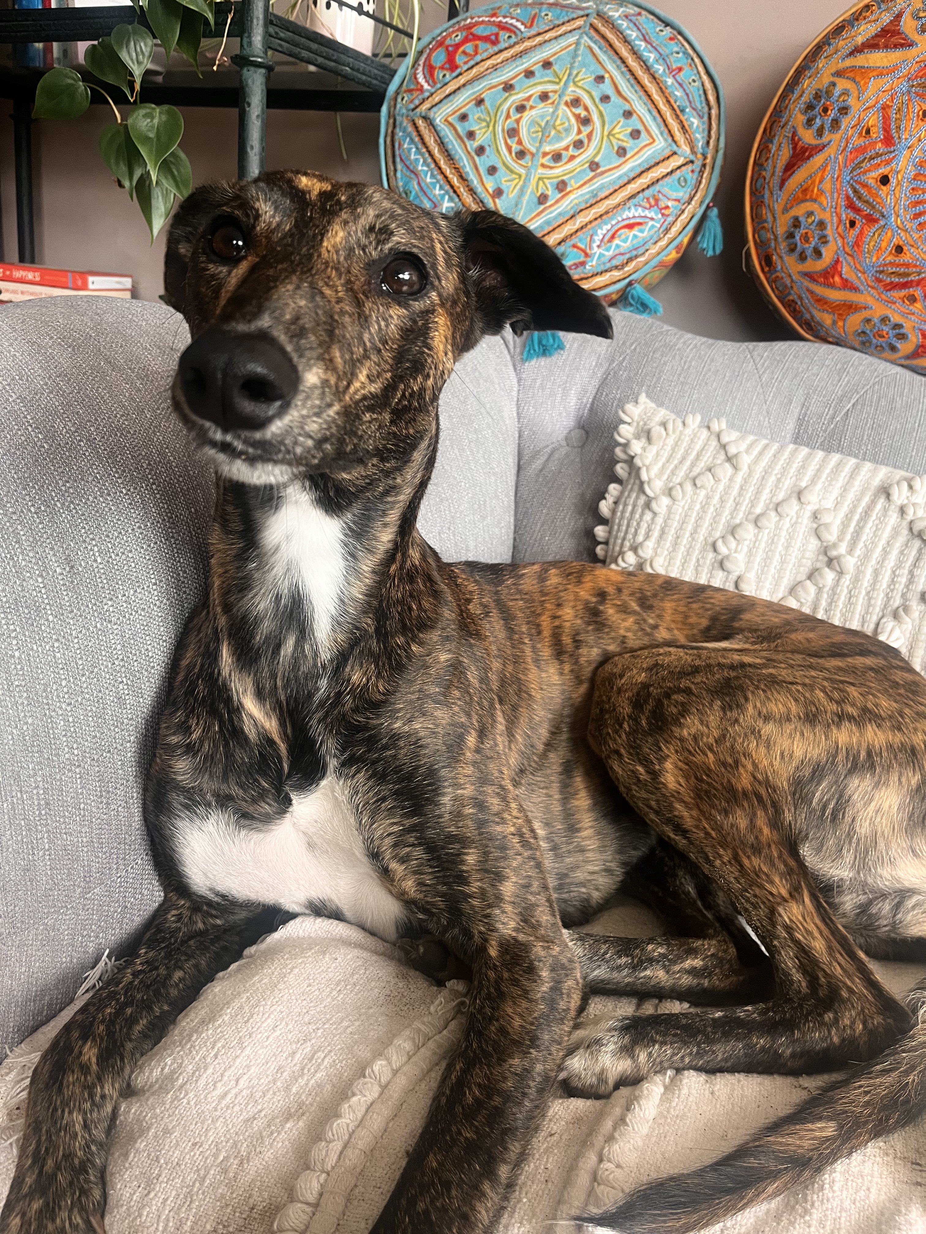 Dog guest