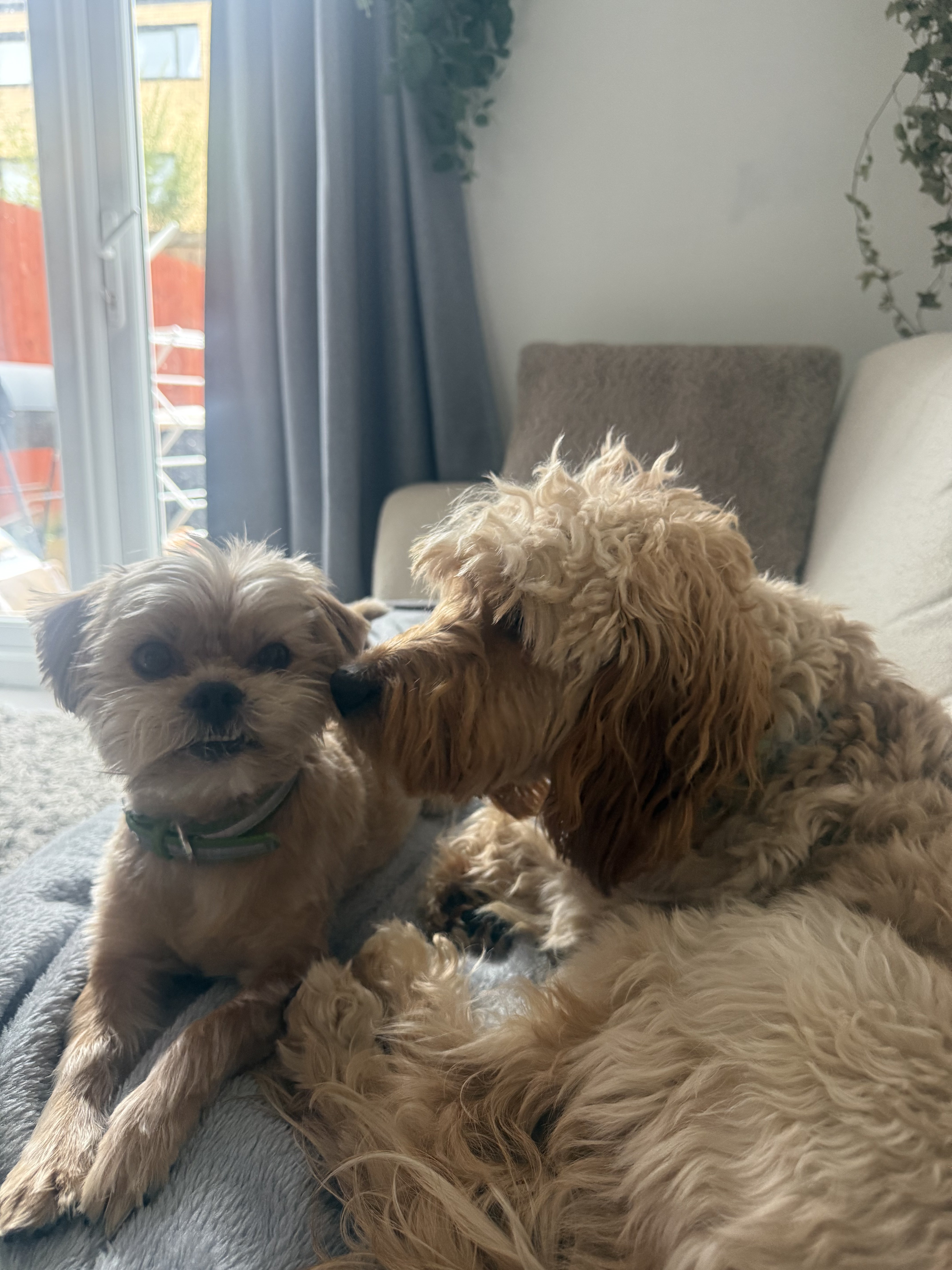 Dog guest