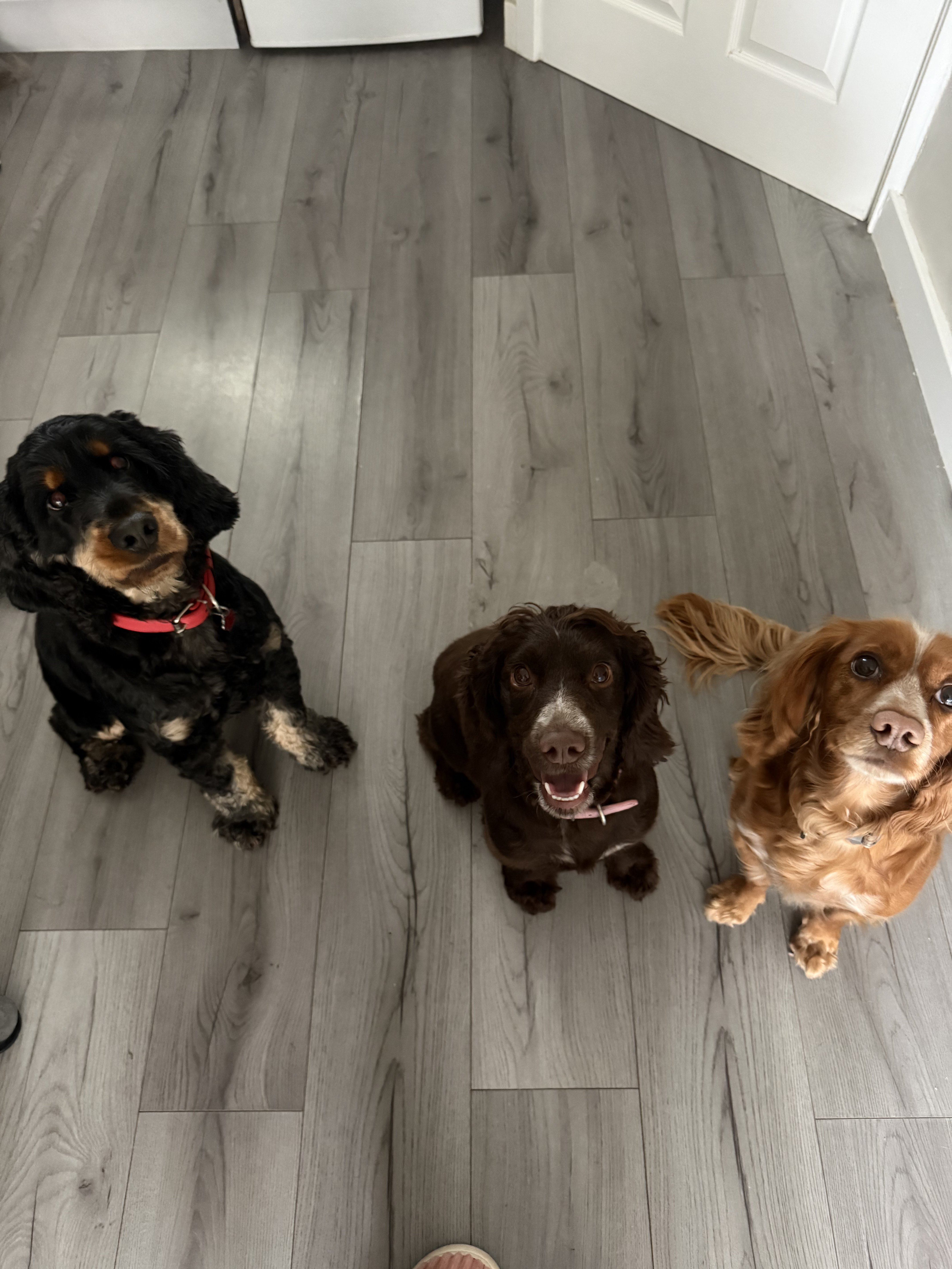 Dog guest