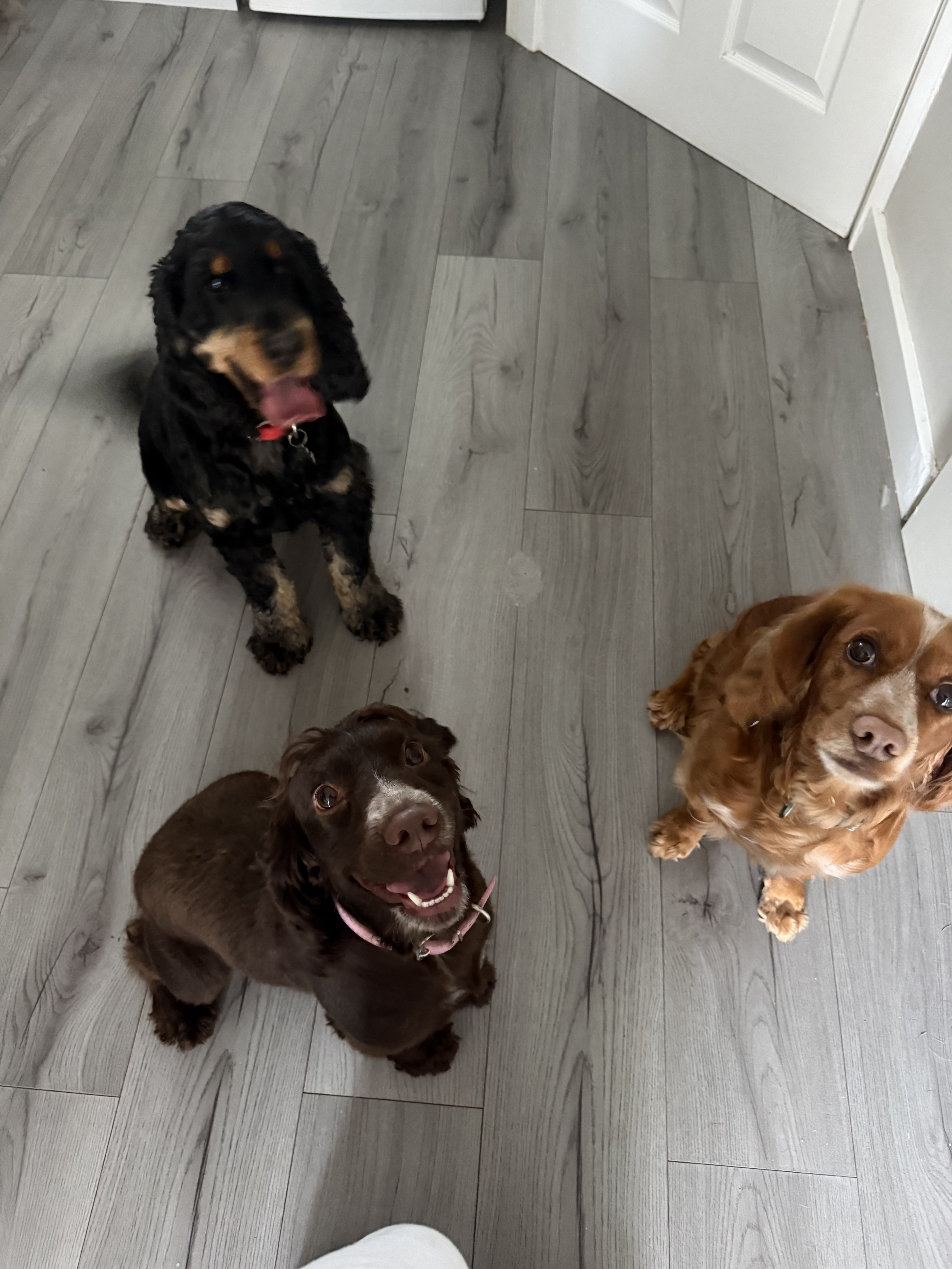 Dog guest