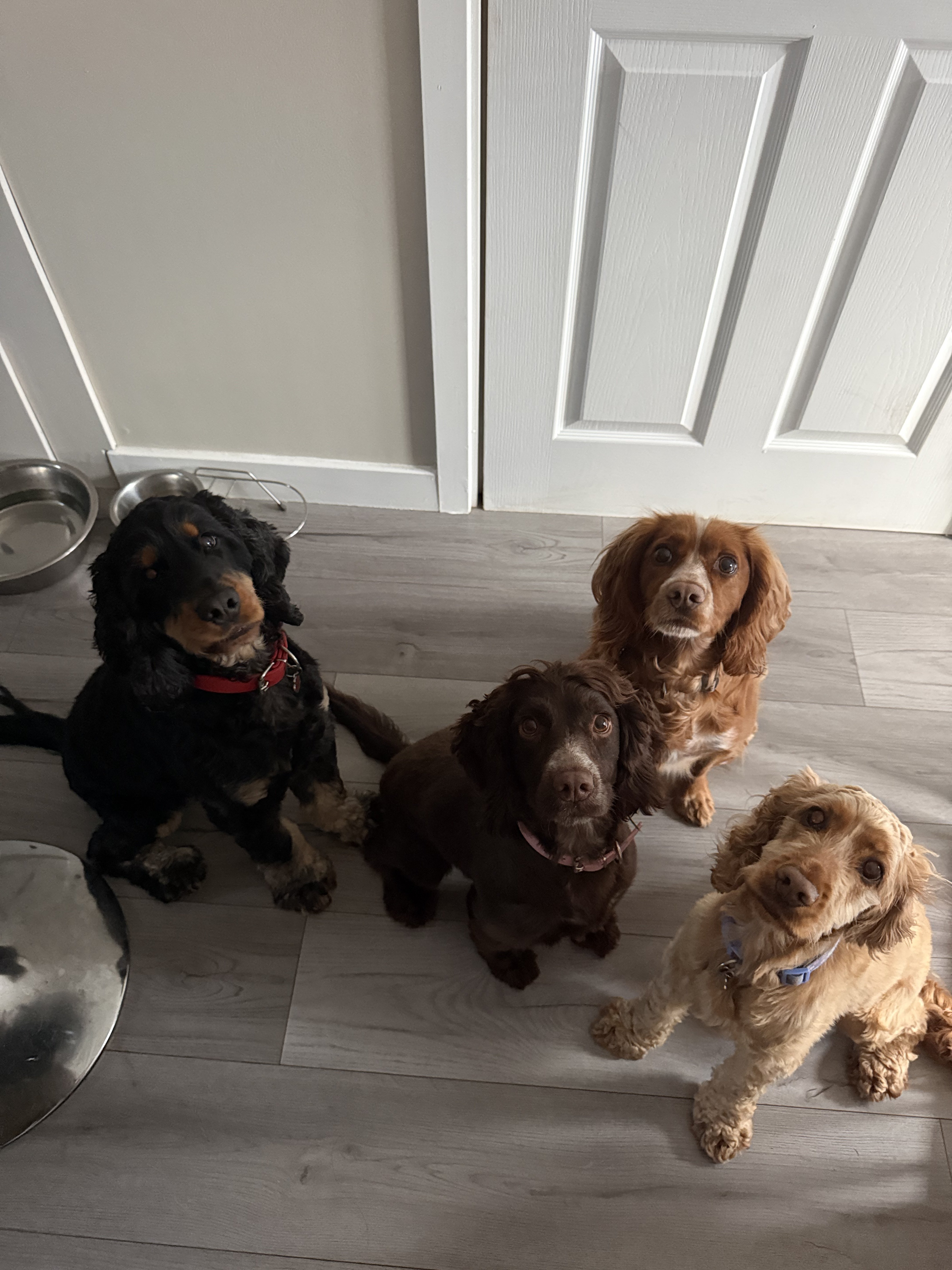 Dog guest