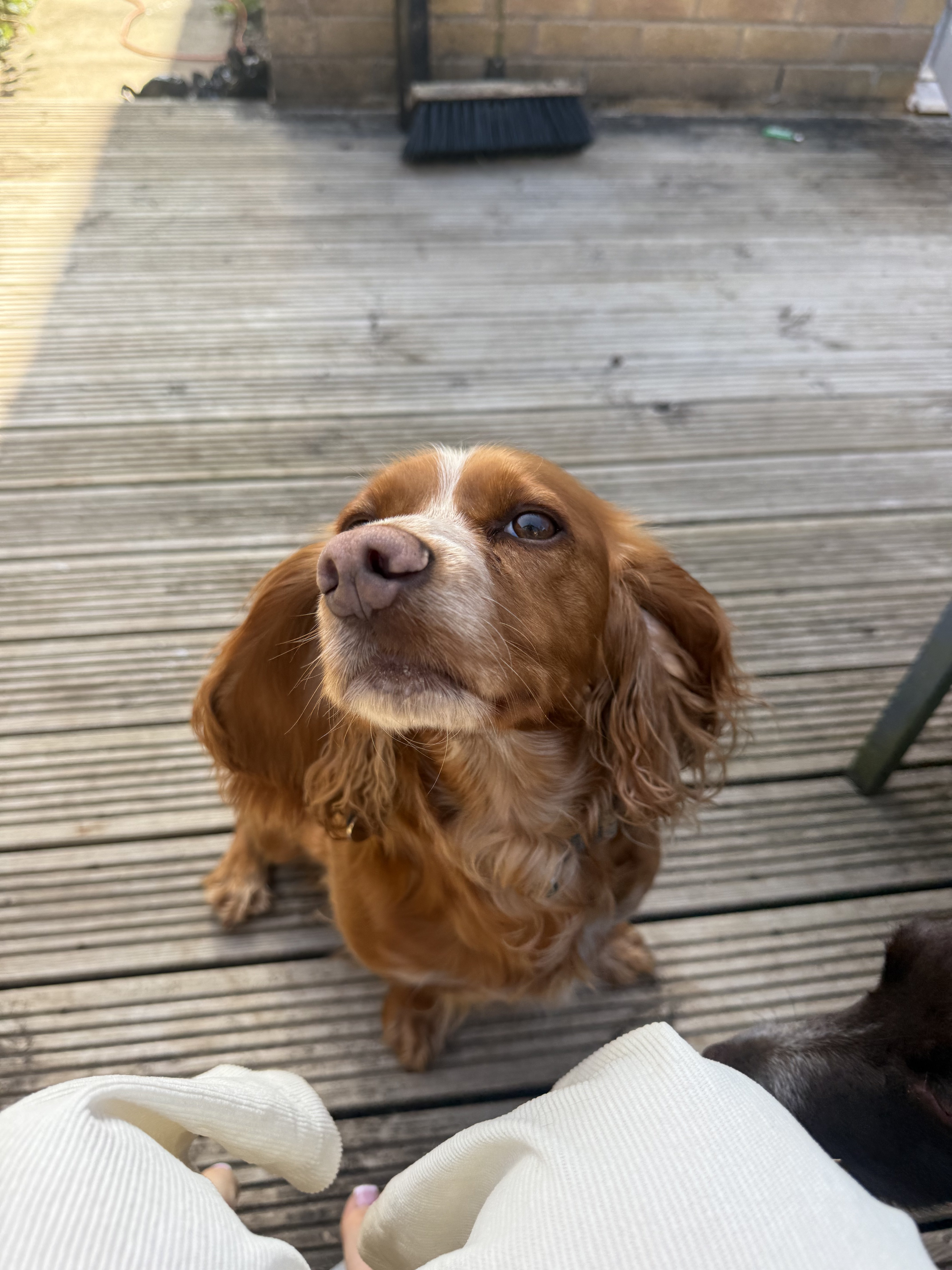 Dog guest
