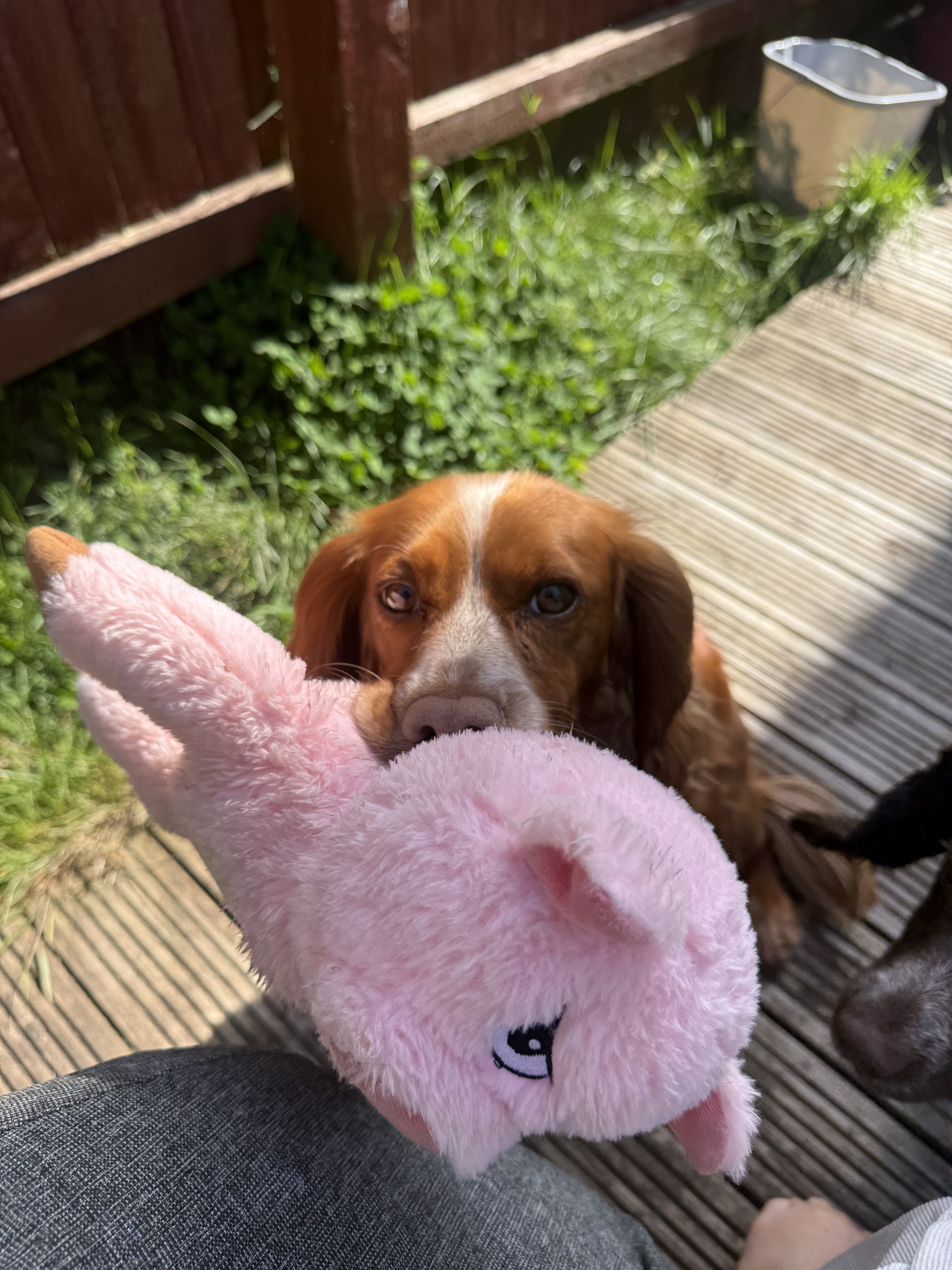 Dog guest