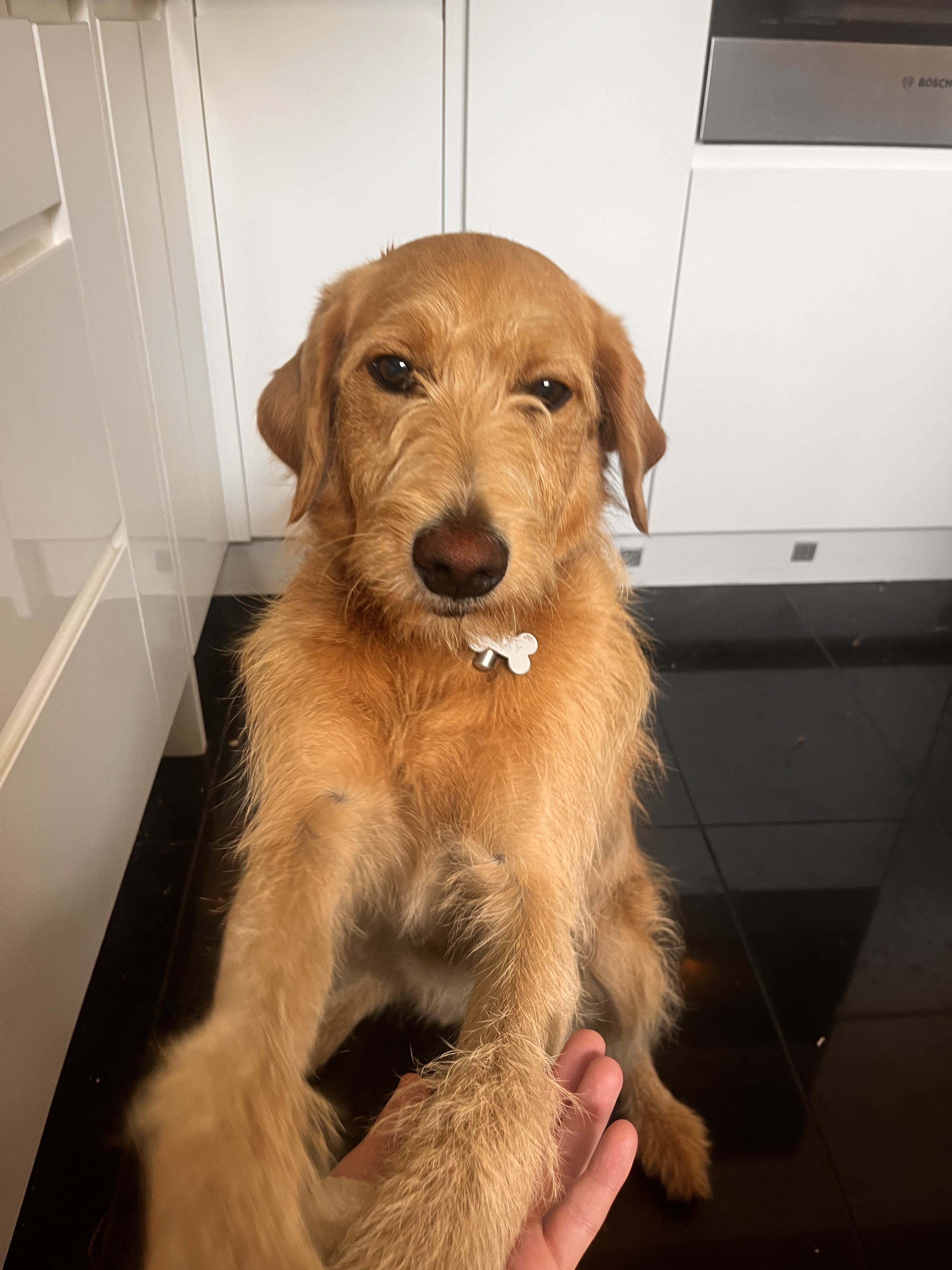 Dog guest