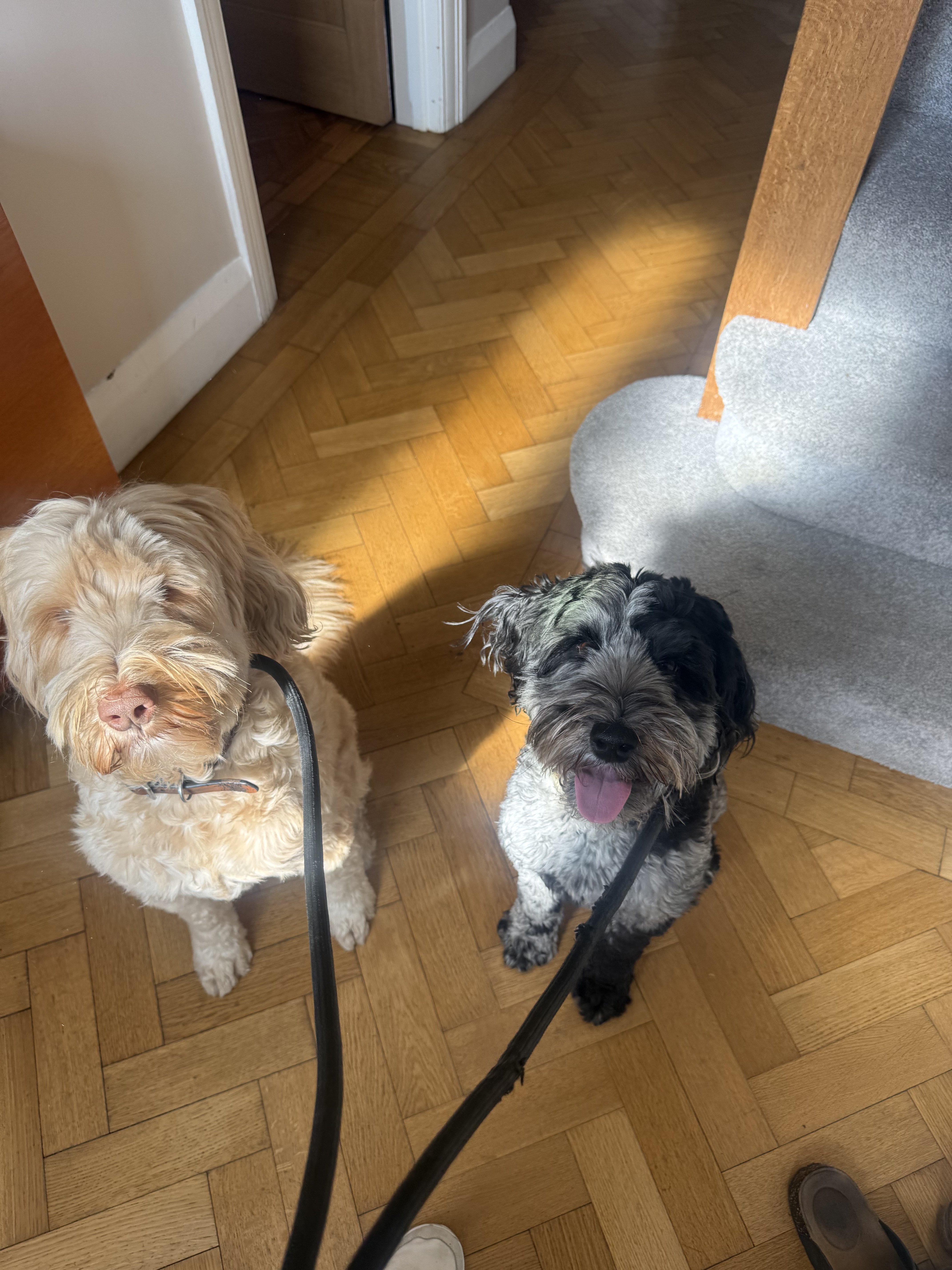 Dog guest