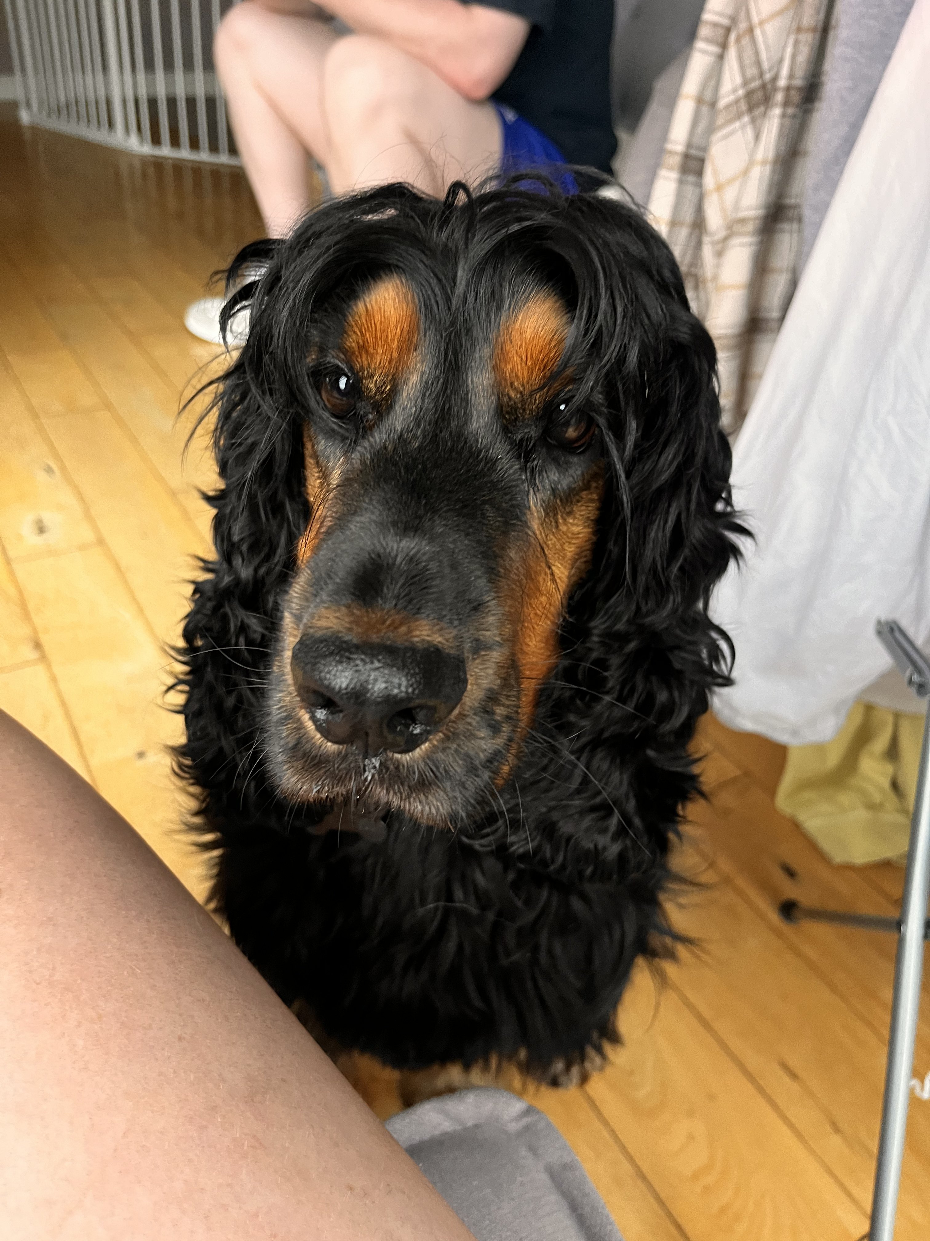 Dog guest