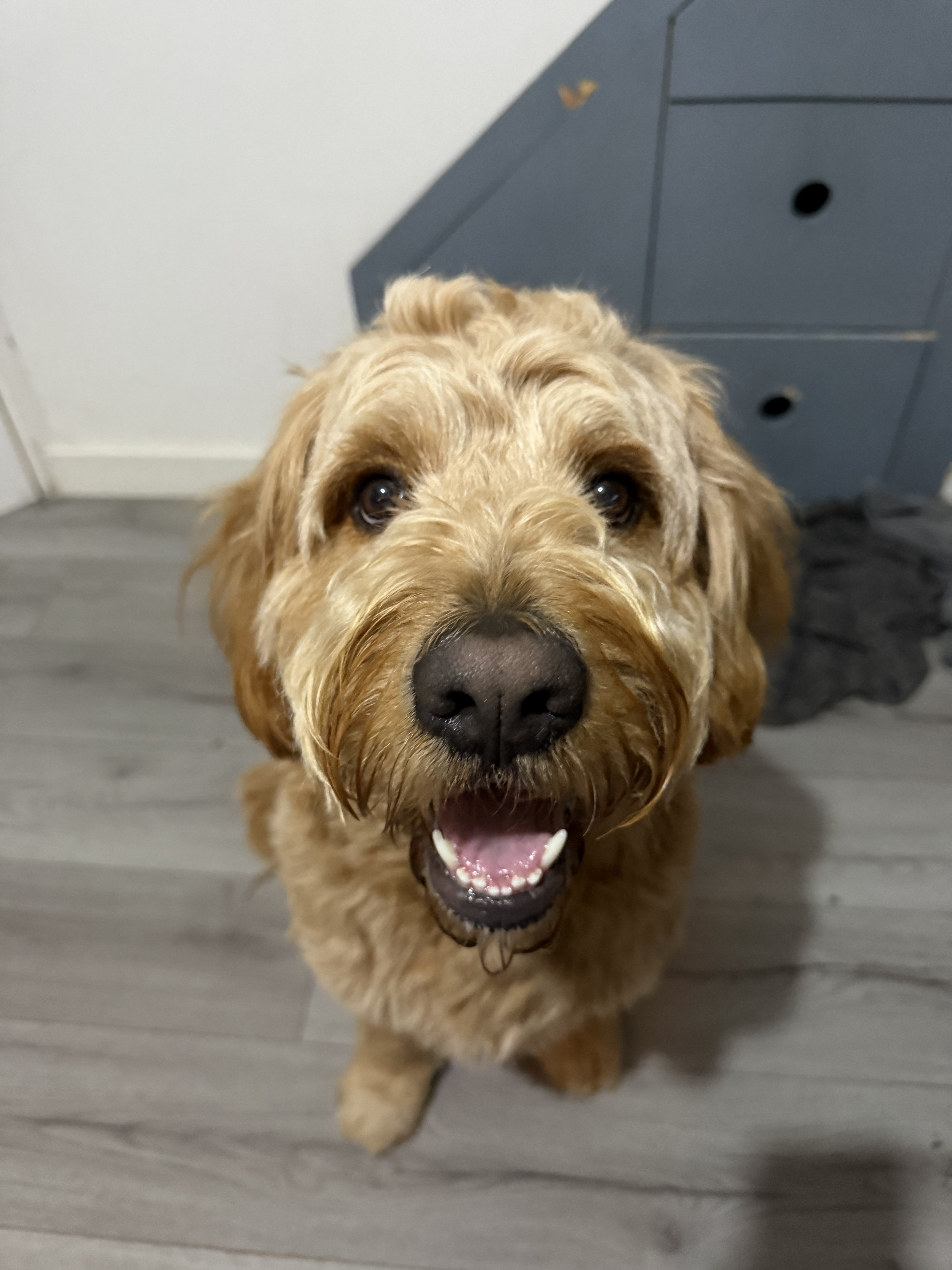 Dog guest