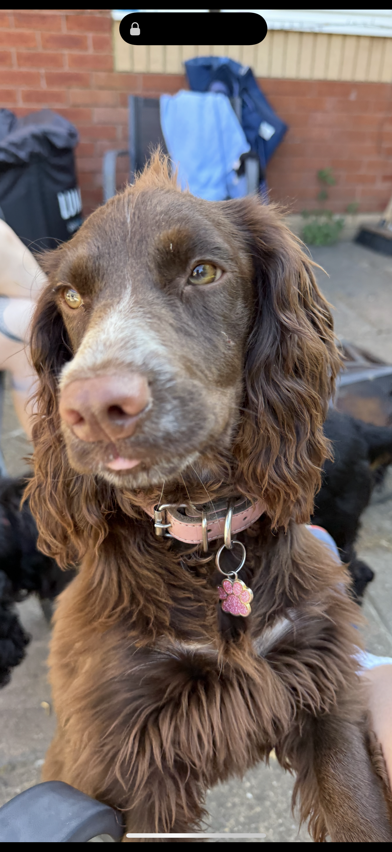 Dog guest
