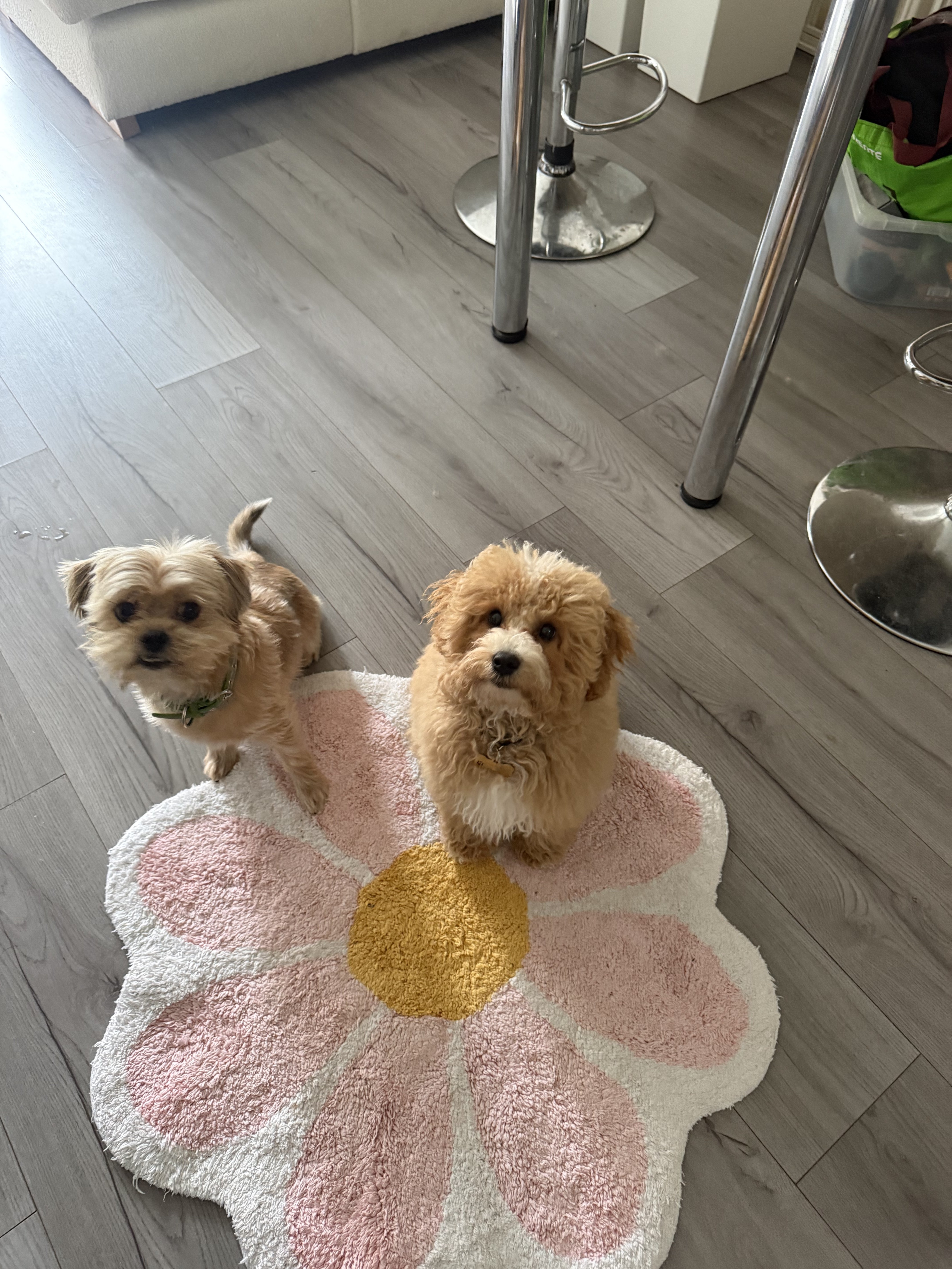 Dog guest