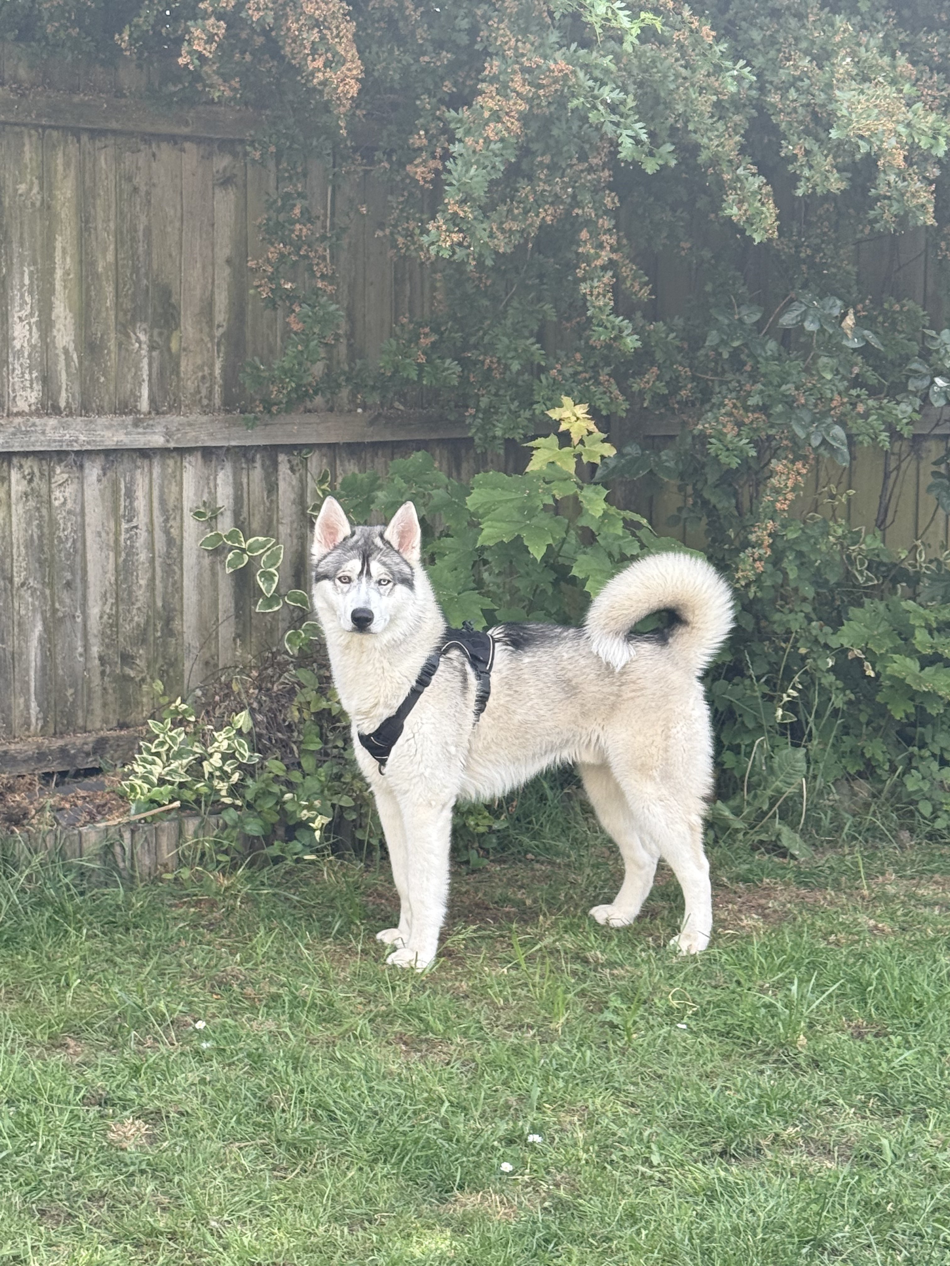 Dog guest