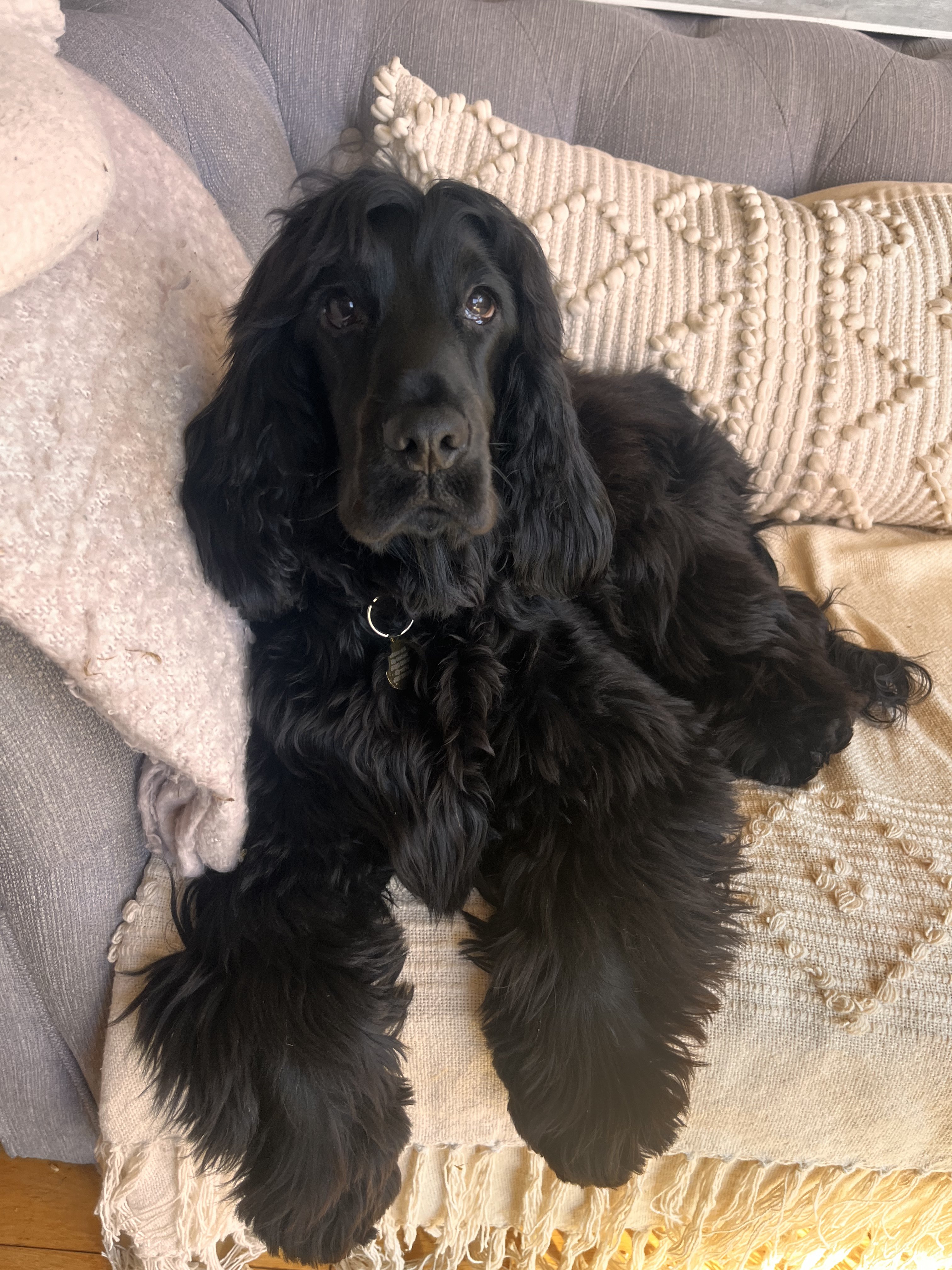 Dog guest