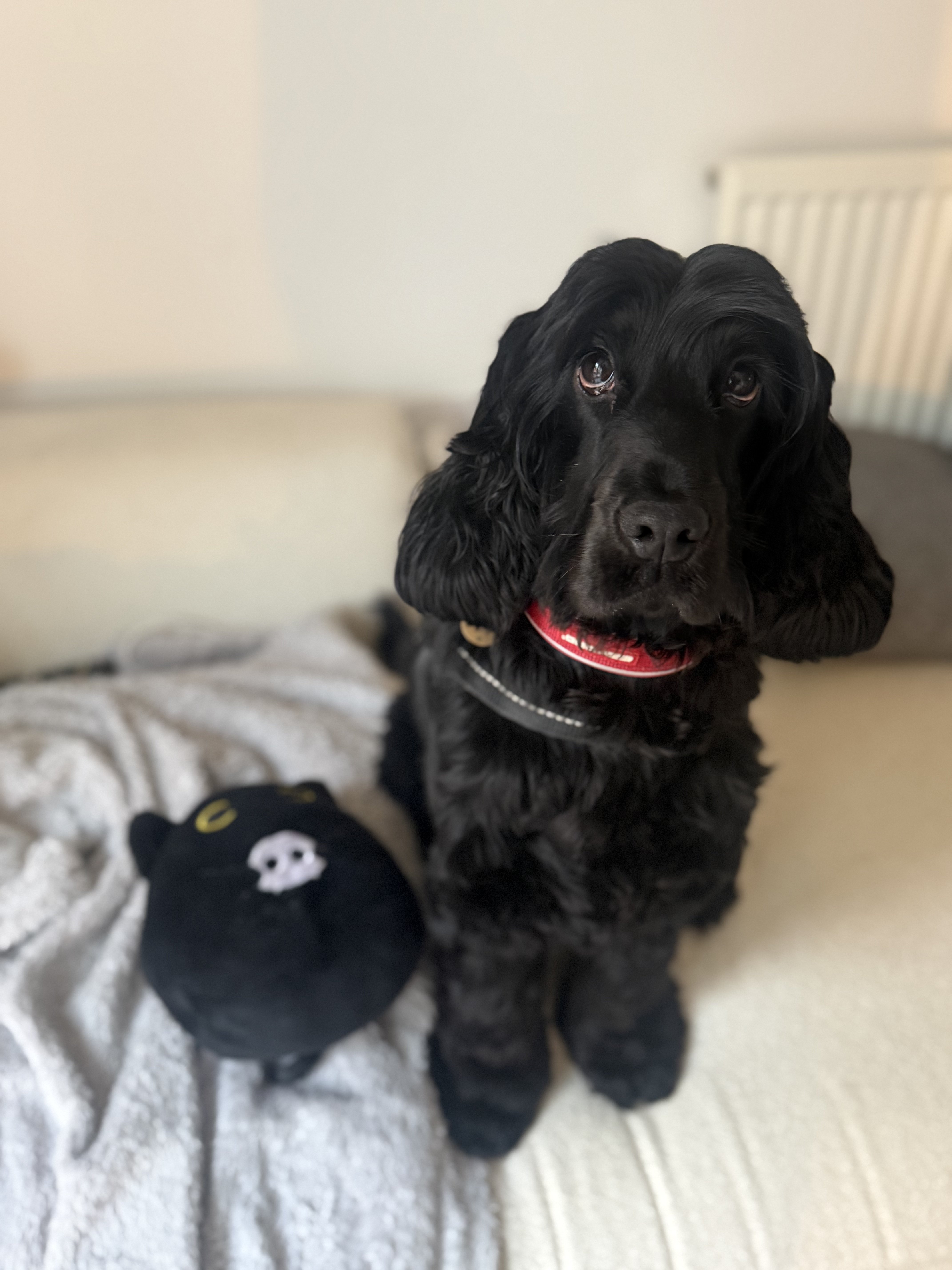 Dog guest