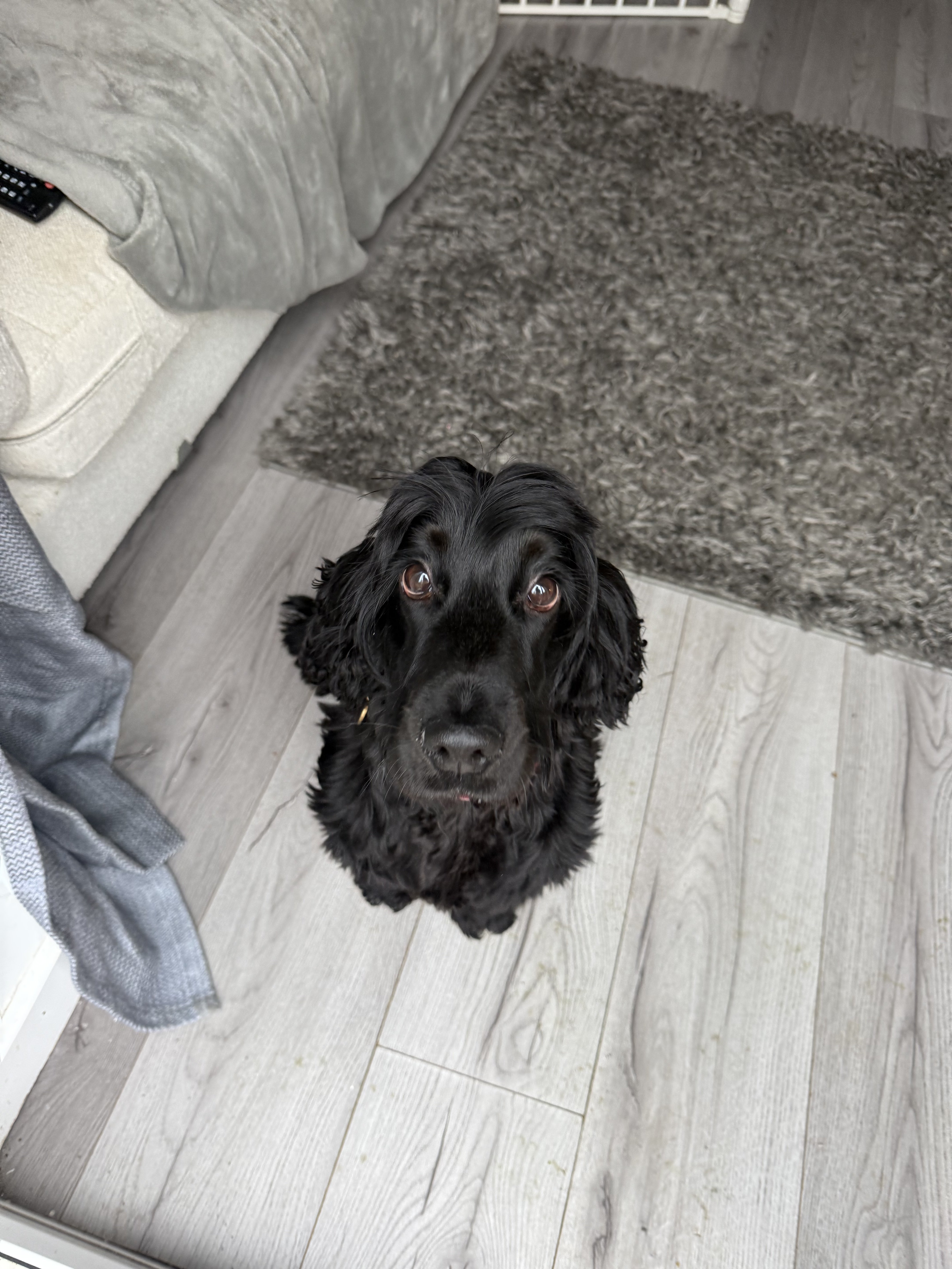 Dog guest