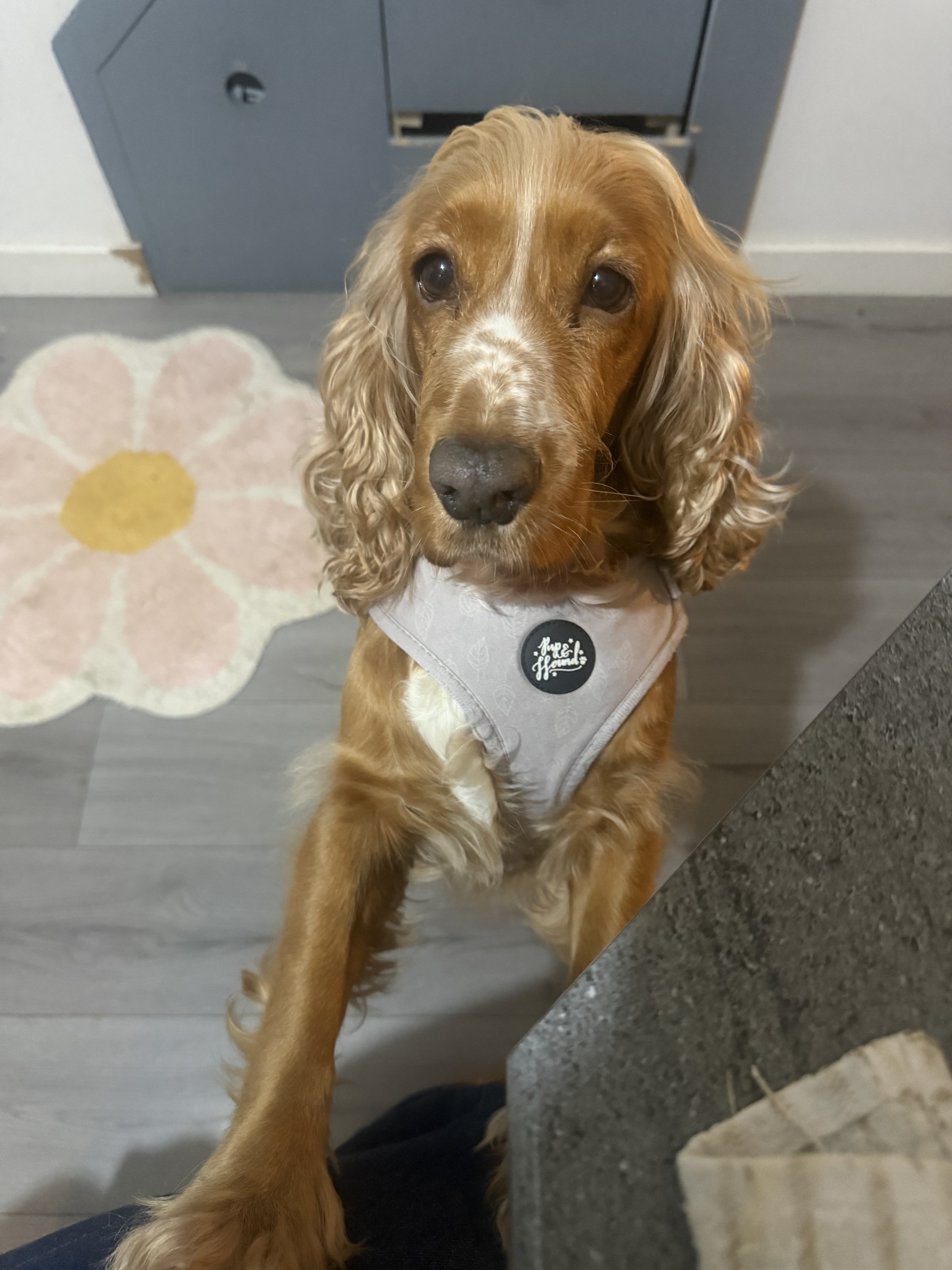 Dog guest