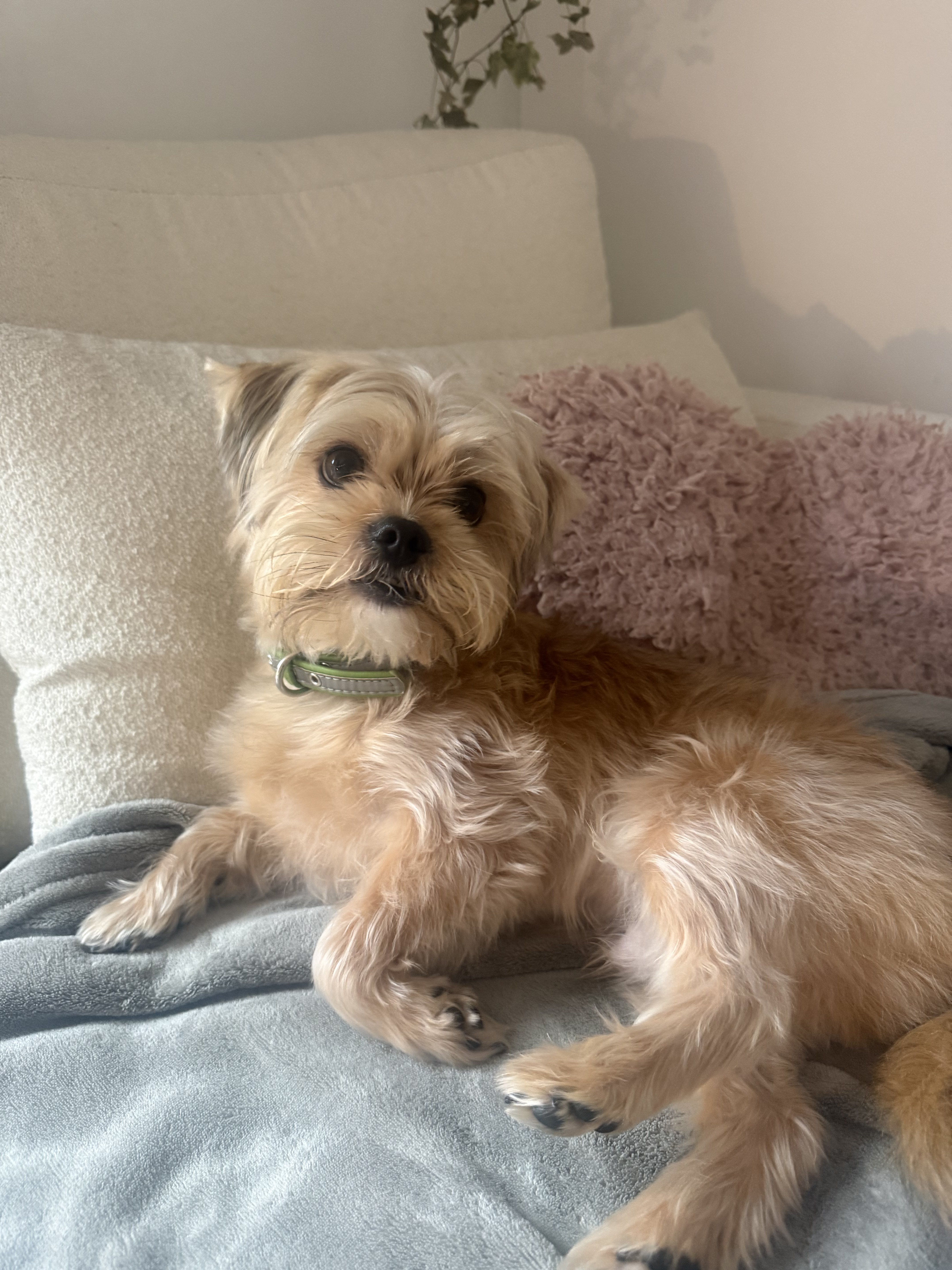 Dog guest